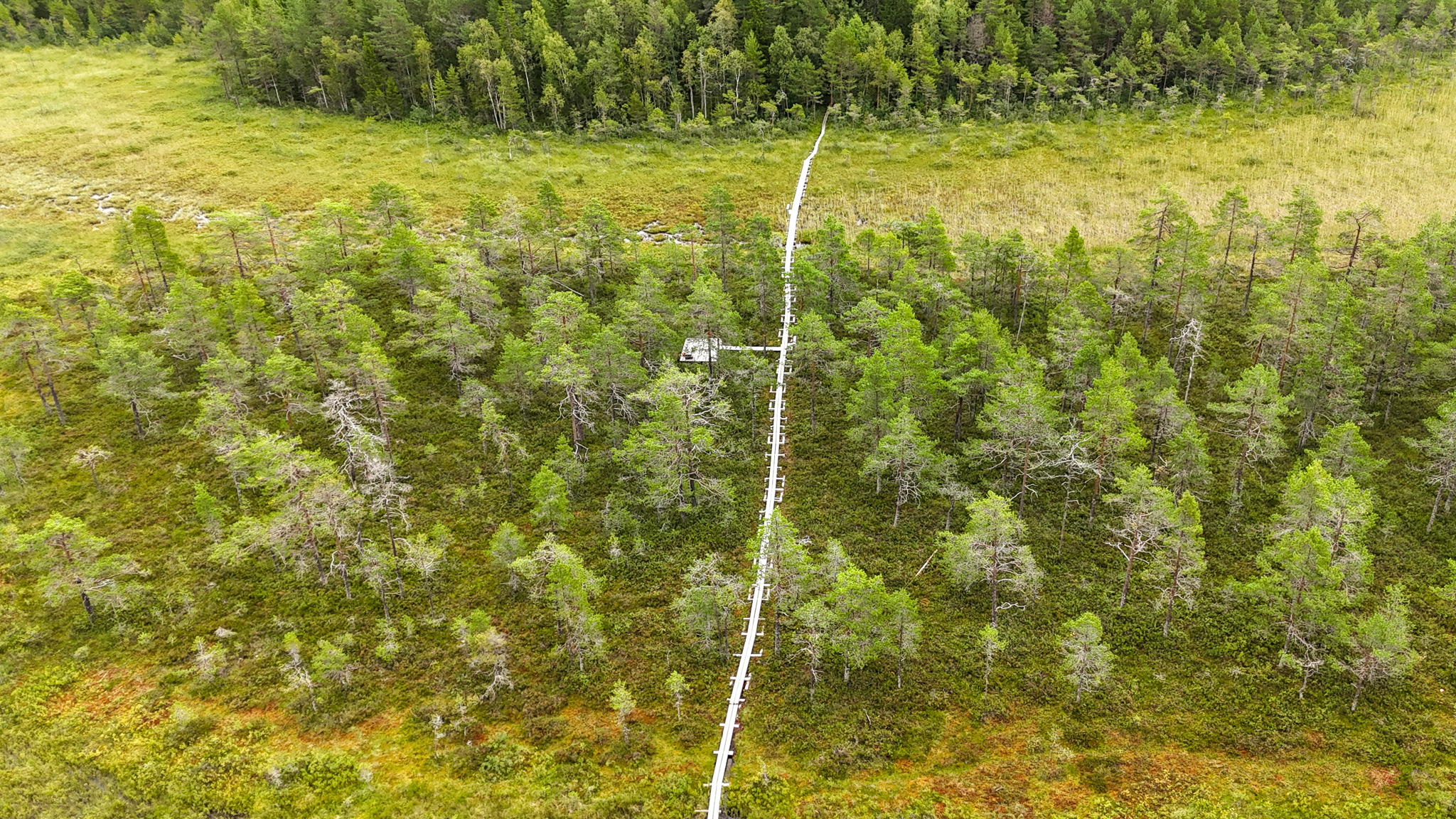 Aerial view of boardwalks crossing wetlands and forest in Grössjön Nature Reserve near Umeå.