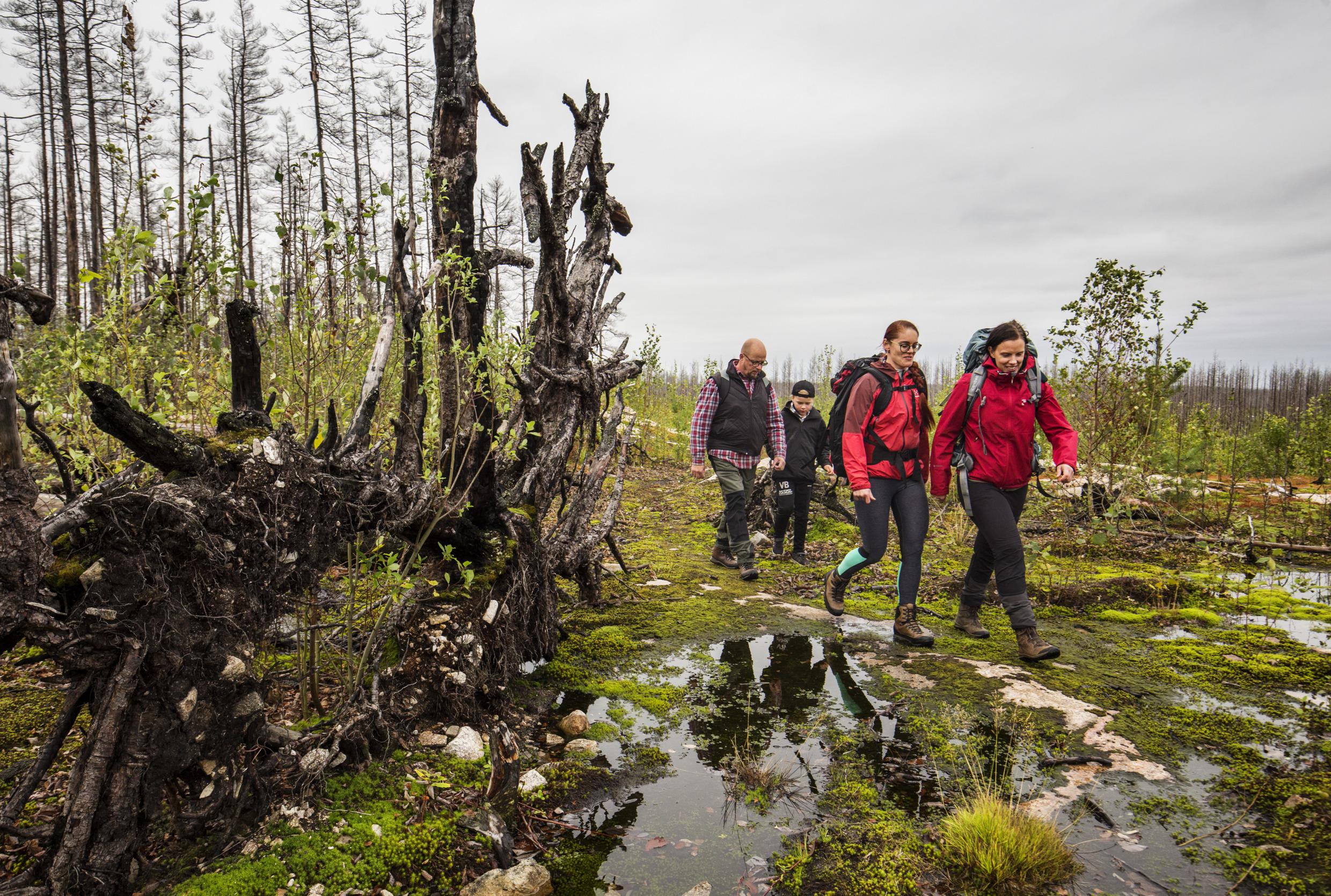 Vier Personen wandern in der Natur. Ein Baum ist umgefallen und der Boden ist nach dem Regen nass.
