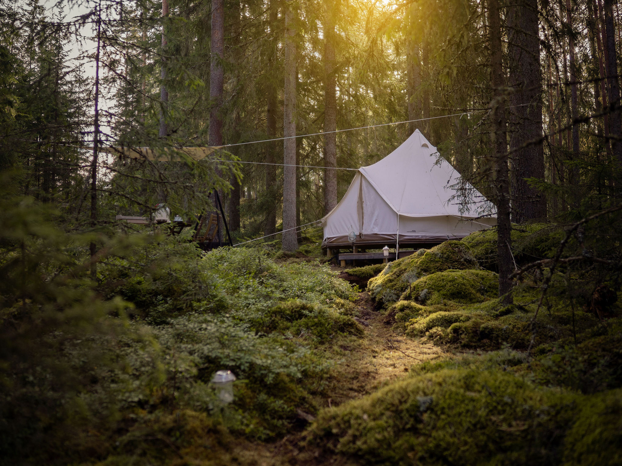 Glamping-tent van Happie Camp in een bos met mos en pijnbomen bij Hagfors, Värmland, verlicht door zacht zonlicht.