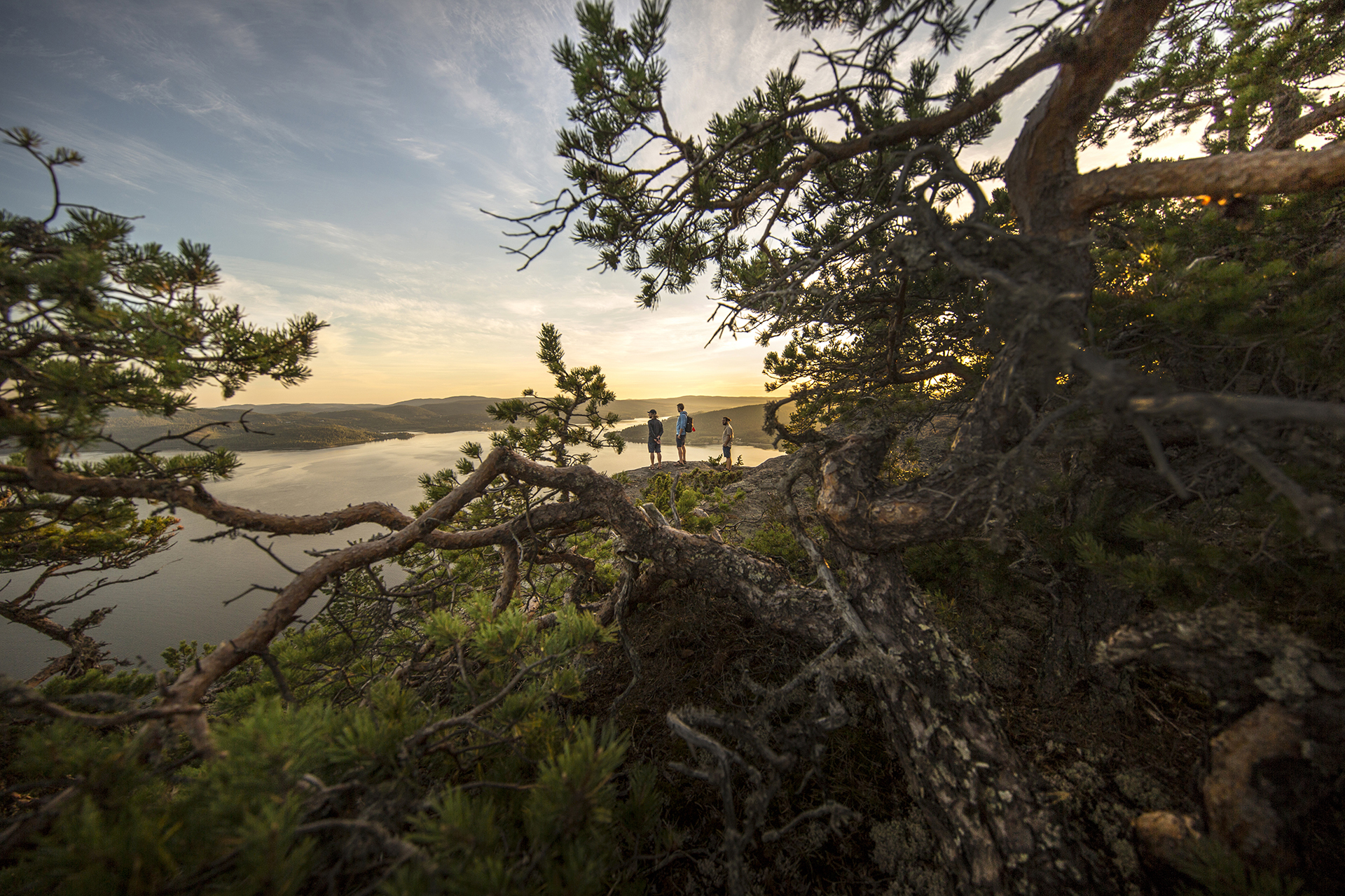Three hikers standing on a cliff surrounded by pine trees, overlooking the sea and forested hills at sunset in the High Coast of Sweden.