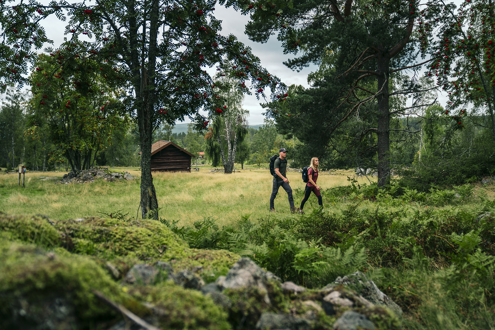 Two hikers walking through a green forest landscape with meadows and traditional wooden cabins in Dalarna.
