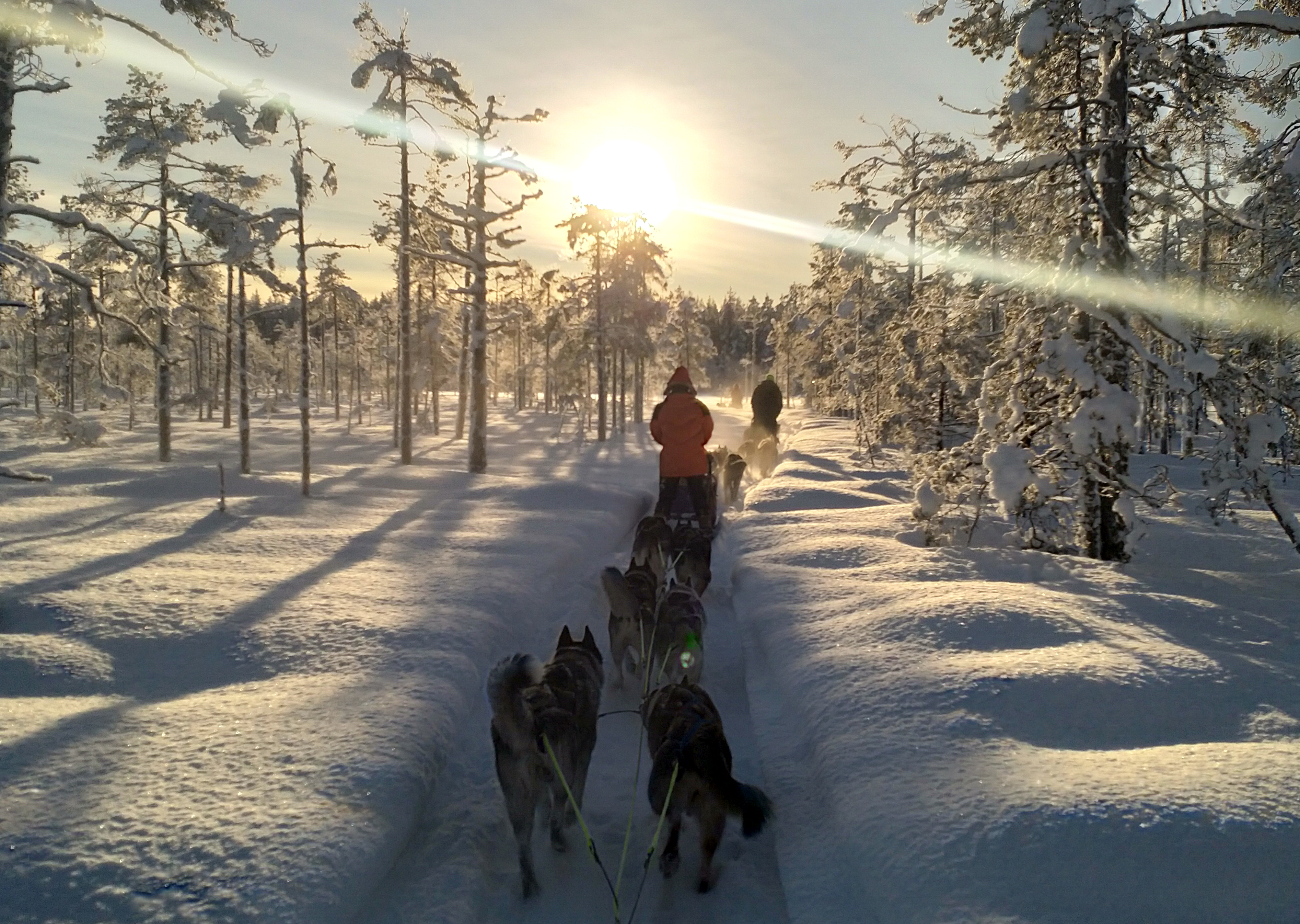 Dog sled team with huskies pulling a sled through snowy forest in low winter sun.