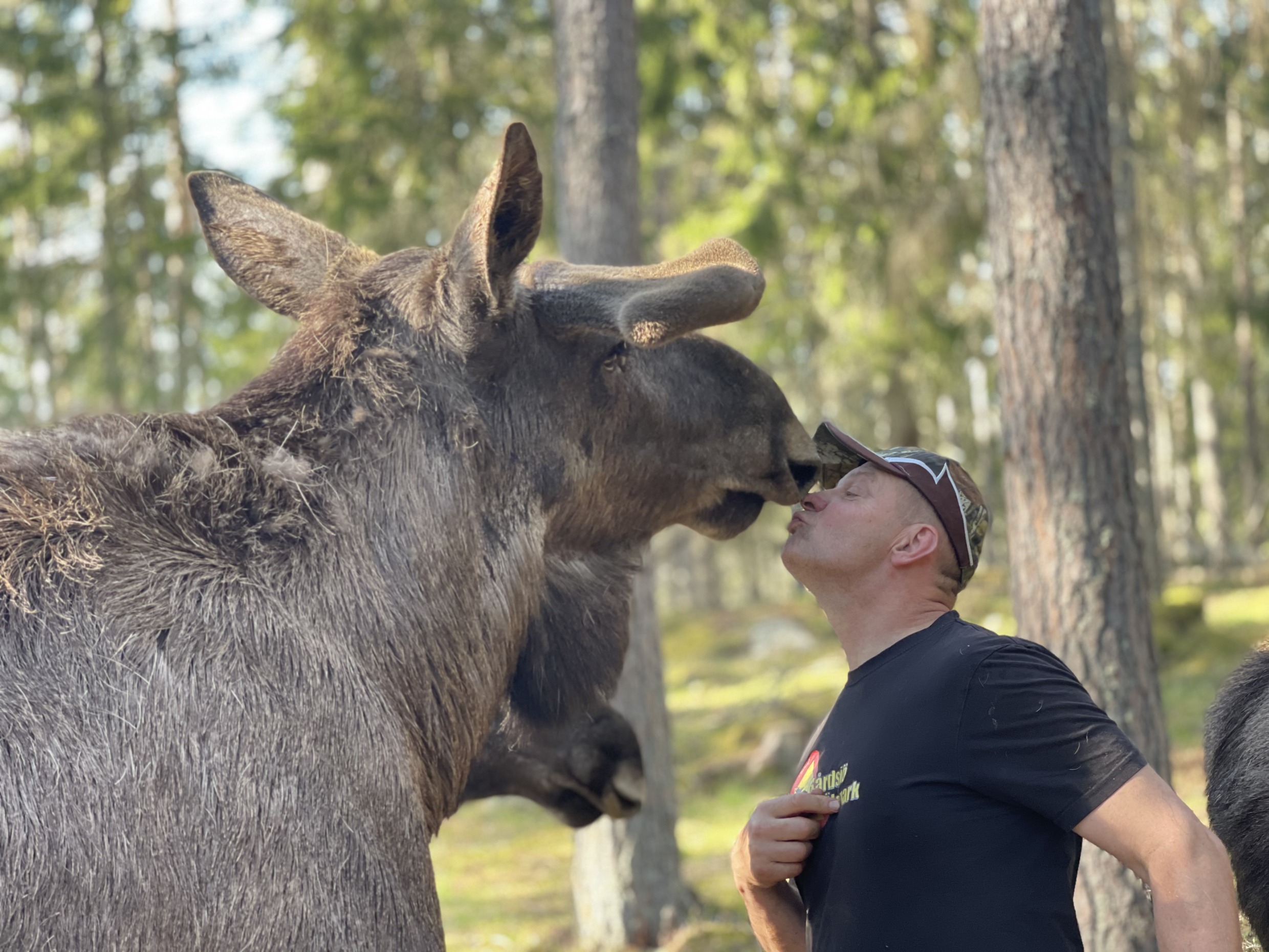 Ein Mann küsst einen freundlichen Elch im Gårdsjö Elk Park in Schweden, umgeben von Wald.