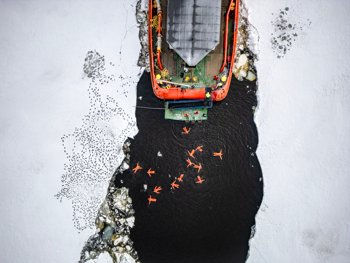 Blick aus der Luft auf Leute in orangefarbenen Überlebensanzügen, die im dunklen Wasser neben einem Eisbrecher schwimmen, der sich durch das Meereis pflügt.