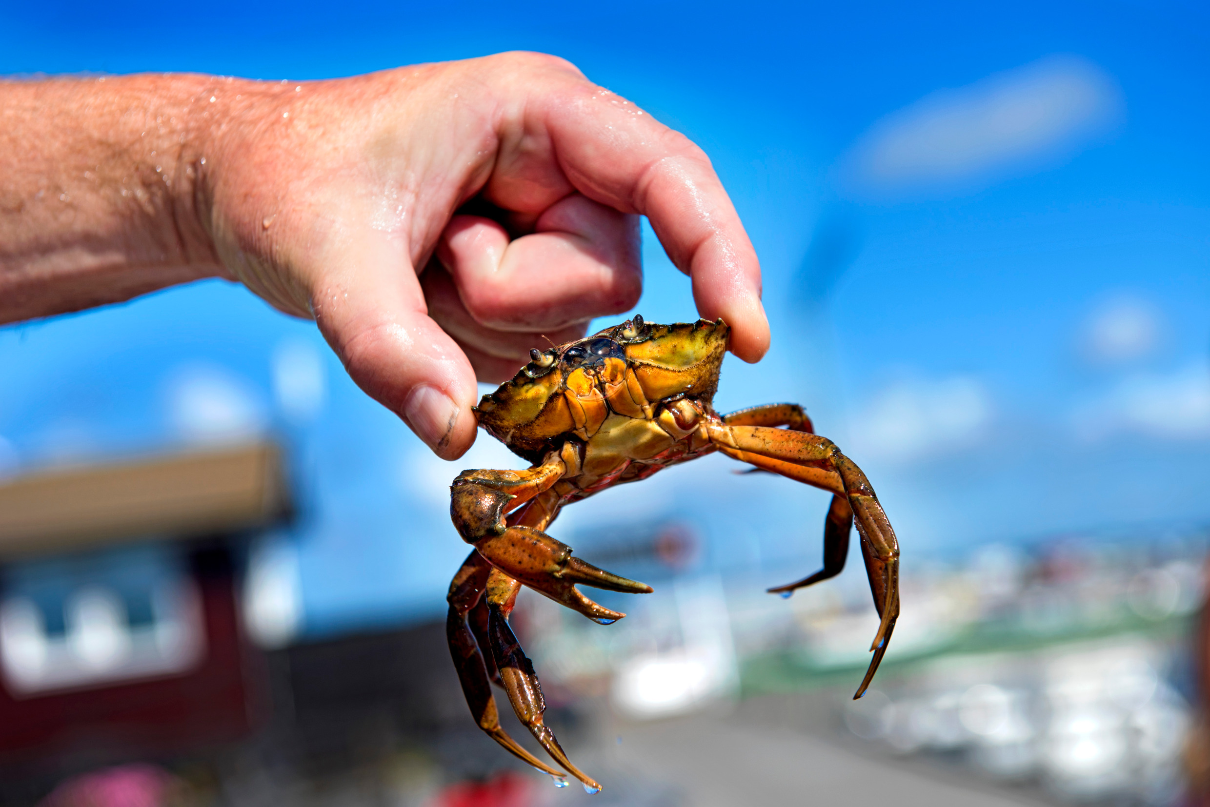 Closeup of a hand holding up a small crab by pinching it between thumb and index finger.