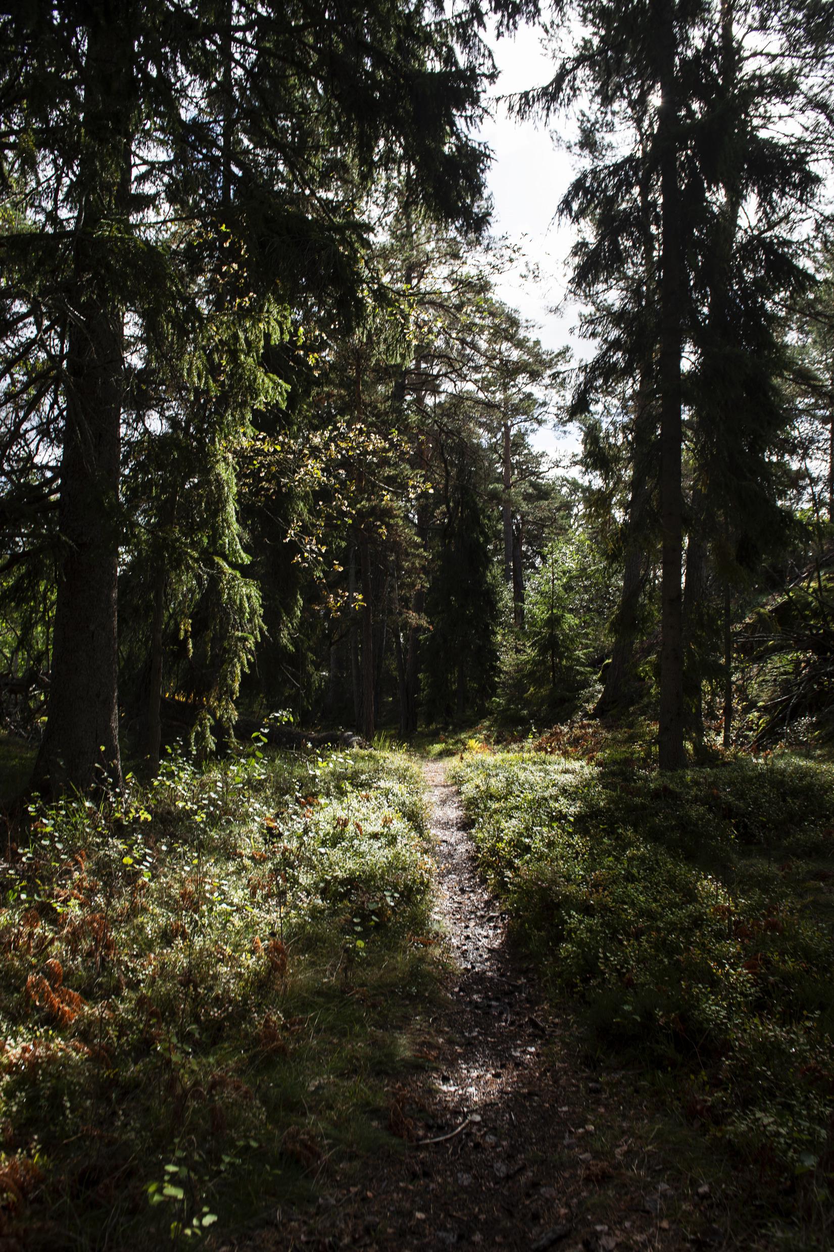 Bewaldete Inseln der Schären