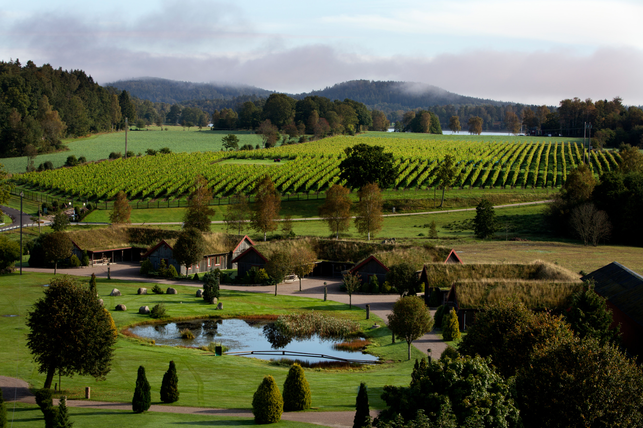 A lush green landscape with a farm building and grape vines.