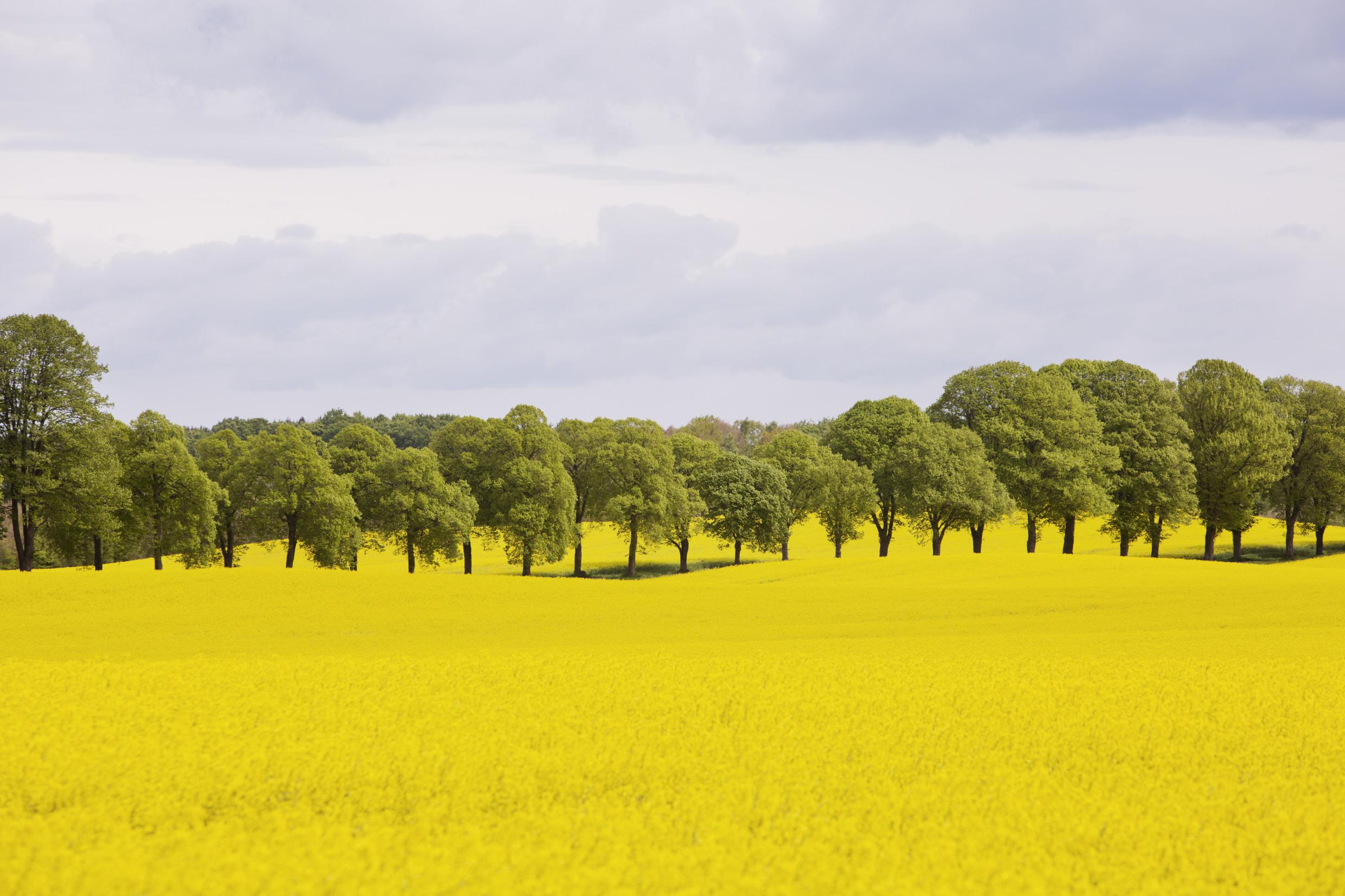 A treeline divides yellow rapeseed fields in Skane.