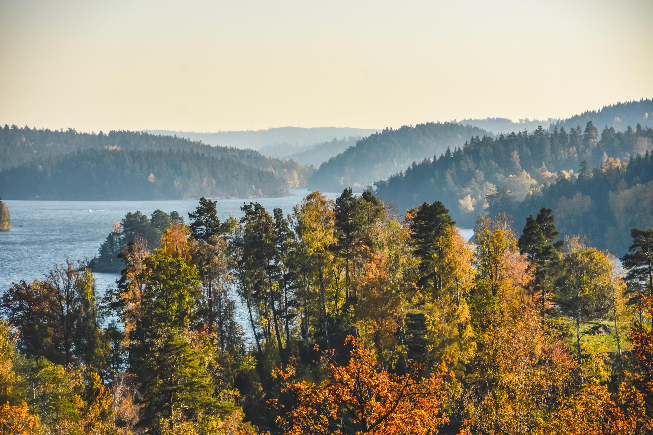 Ein herbstlicher Wald neben einem Kanal.