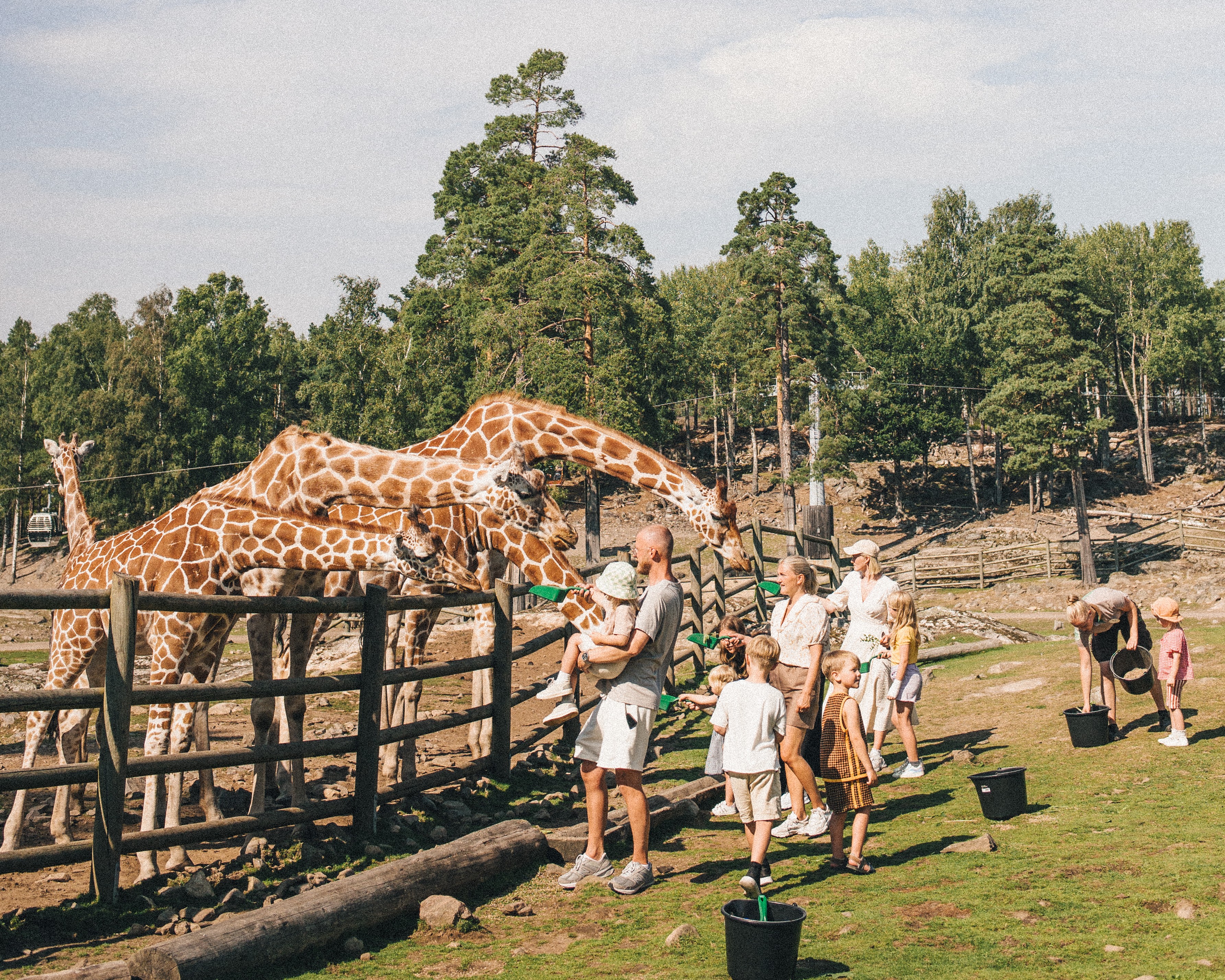 Adults and children stand by a fenced enclosure feeding giraffes at the zoo.