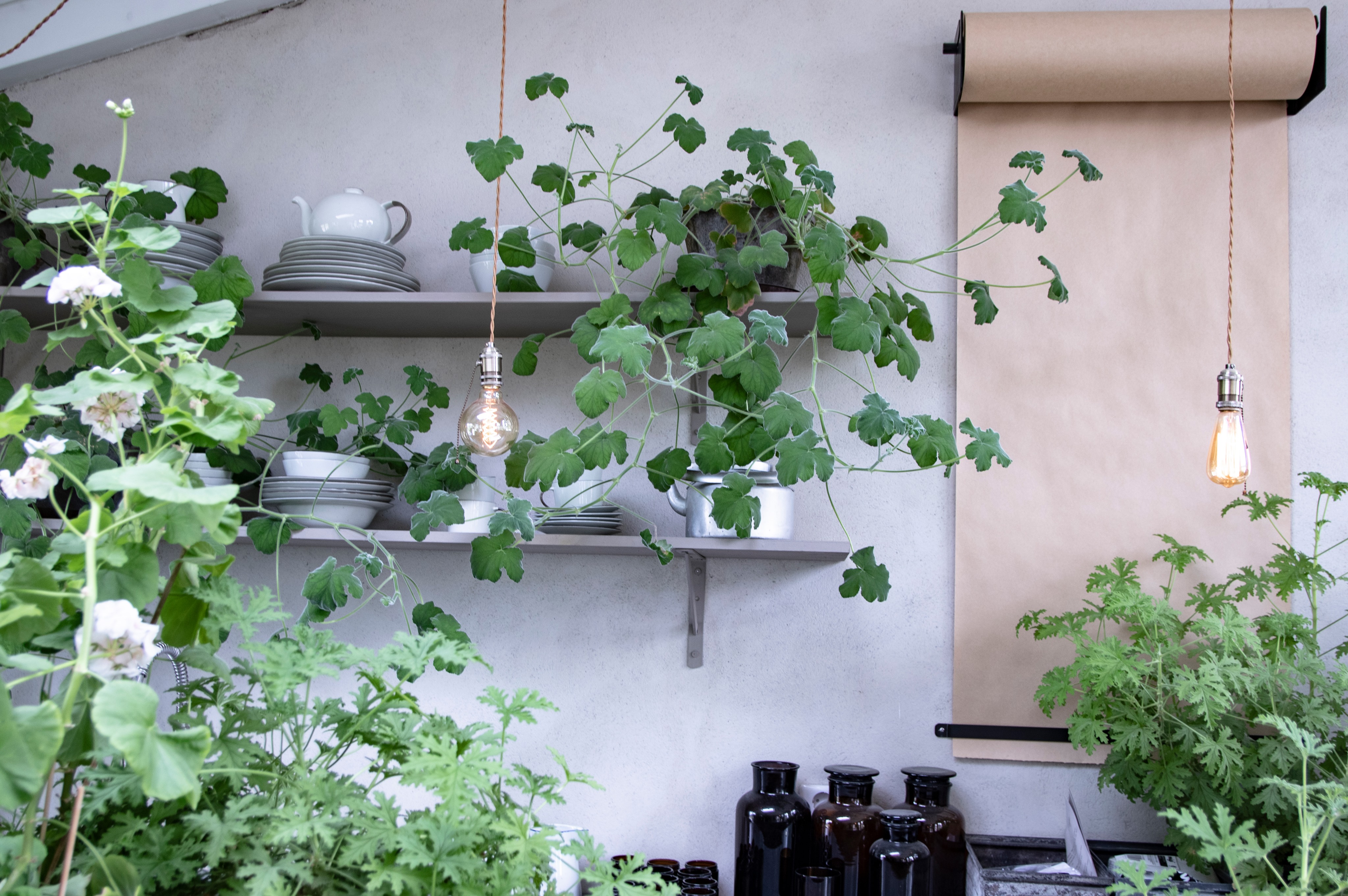 Open shelves with stacked plates and teapots surrounded by green plants and hanging light bulbs.