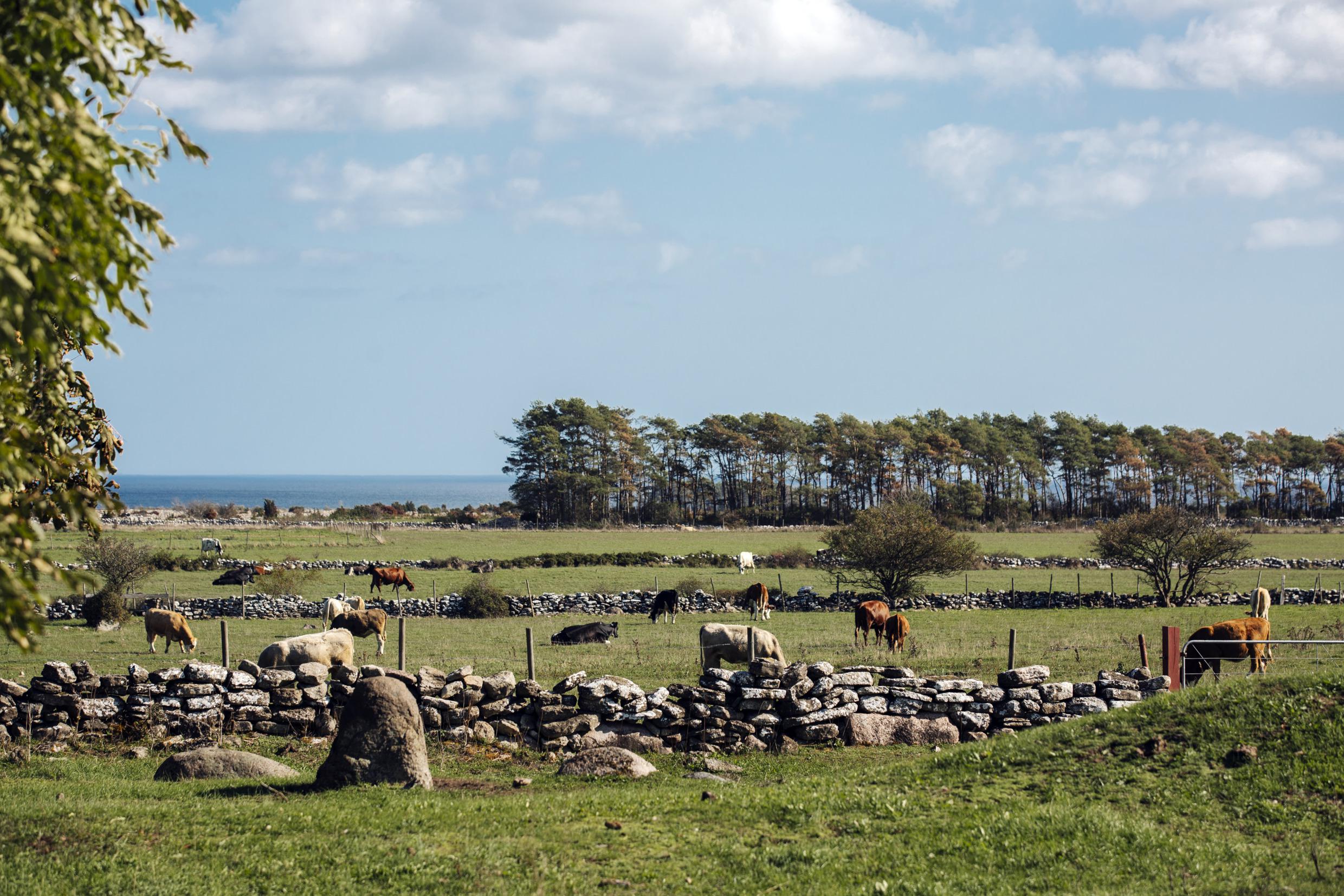 Le sentier de Mörbylånga sur l'île d'Öland