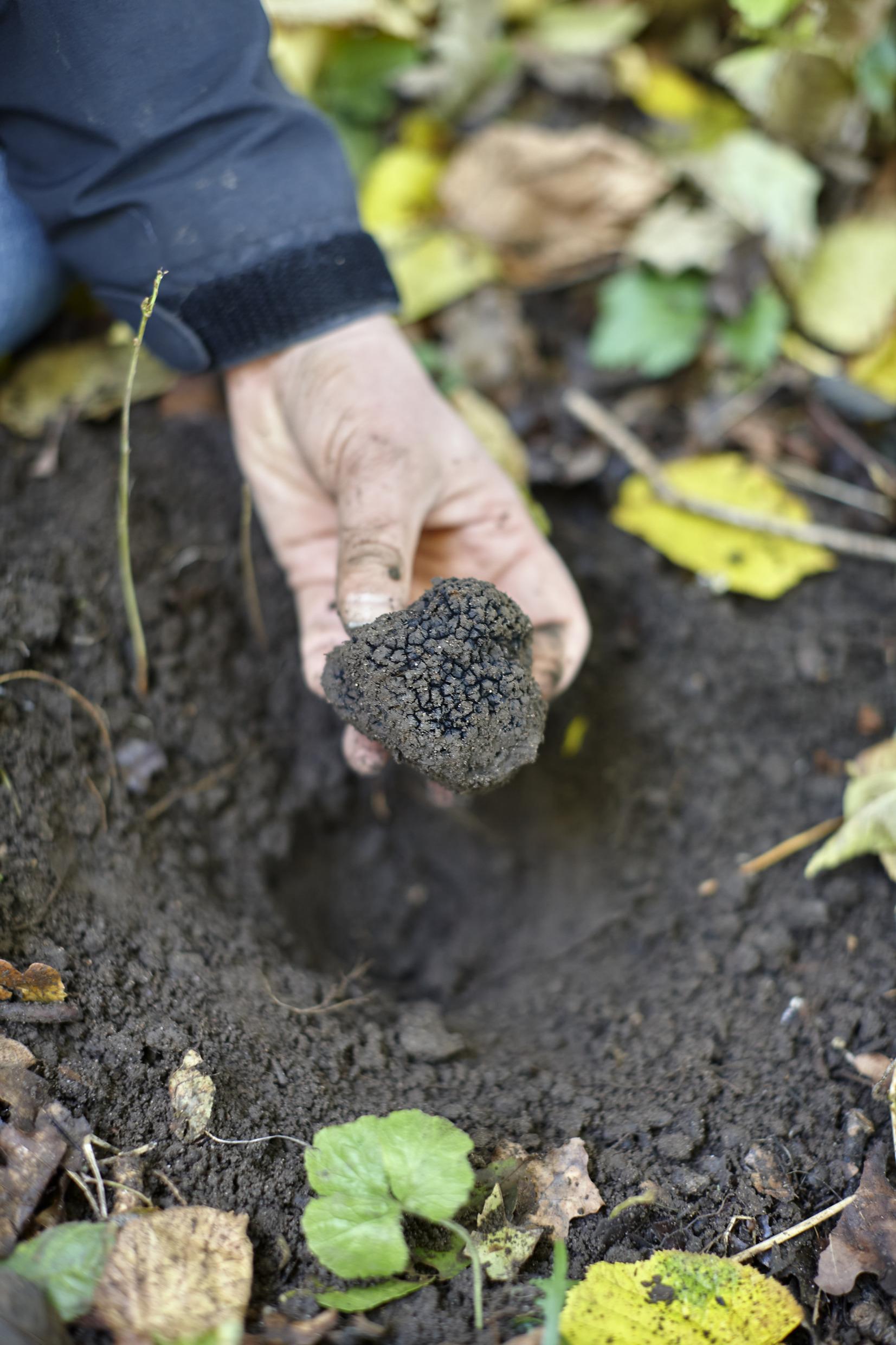 A hand holds a truffle that has just been found in the ground.