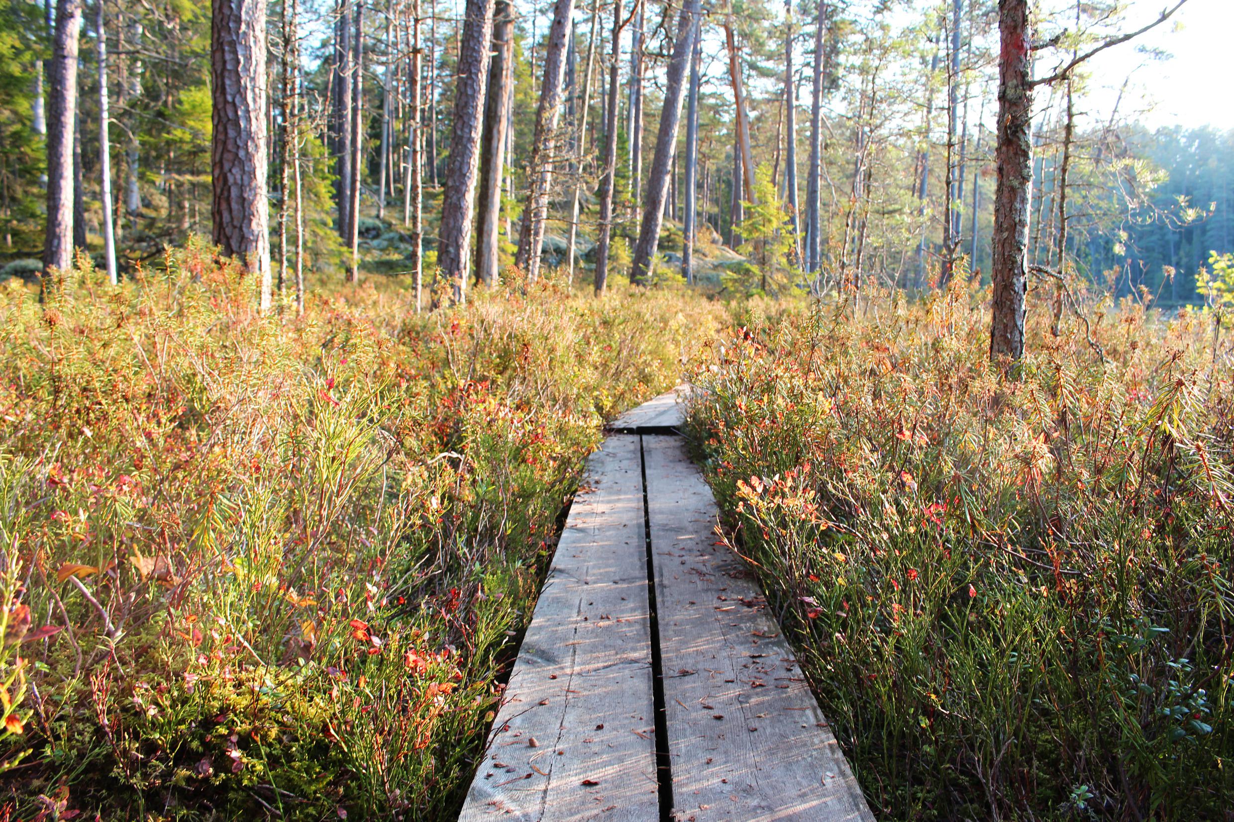 Nationalpark Norra Kvill