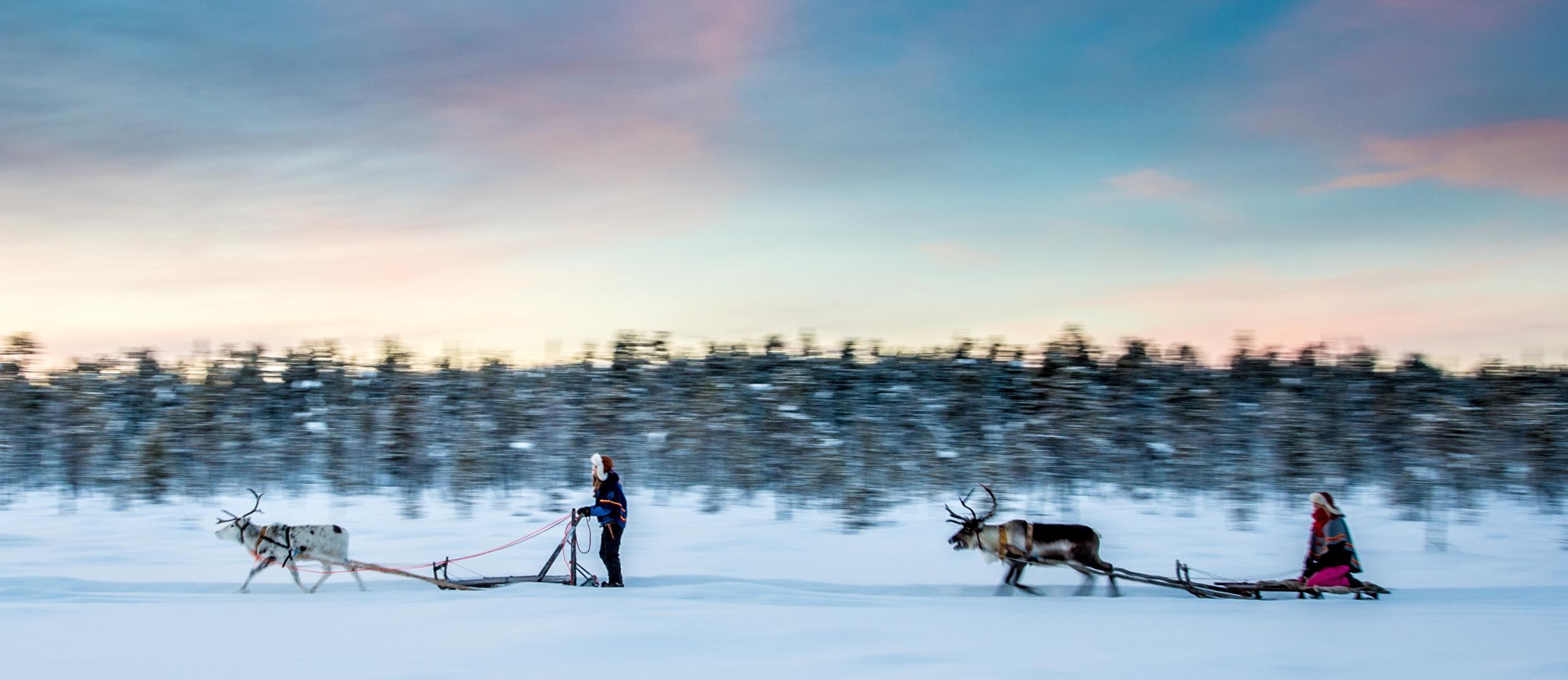 Rendierslee in besneeuwd landschap
