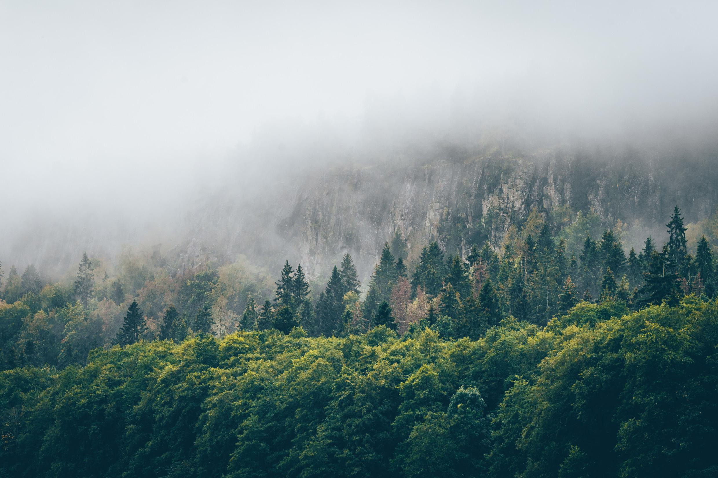 Ein Wald an einem Berg an einem nebligen Tag.