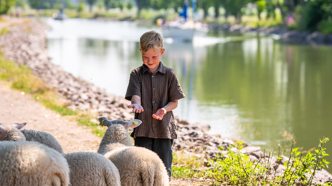 Een paar schapen staan op een zomeravond op een grindweg naast het Götakanaal. Een jongen steekt zijn handen naar hen uit.