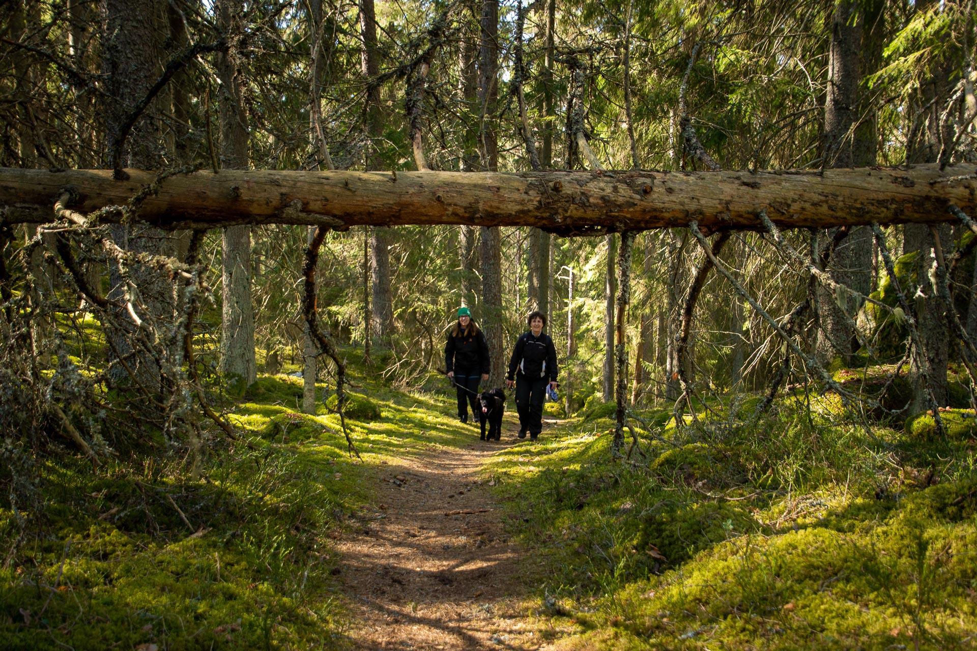 Réserve naturelle Rödgölen à Norrköping