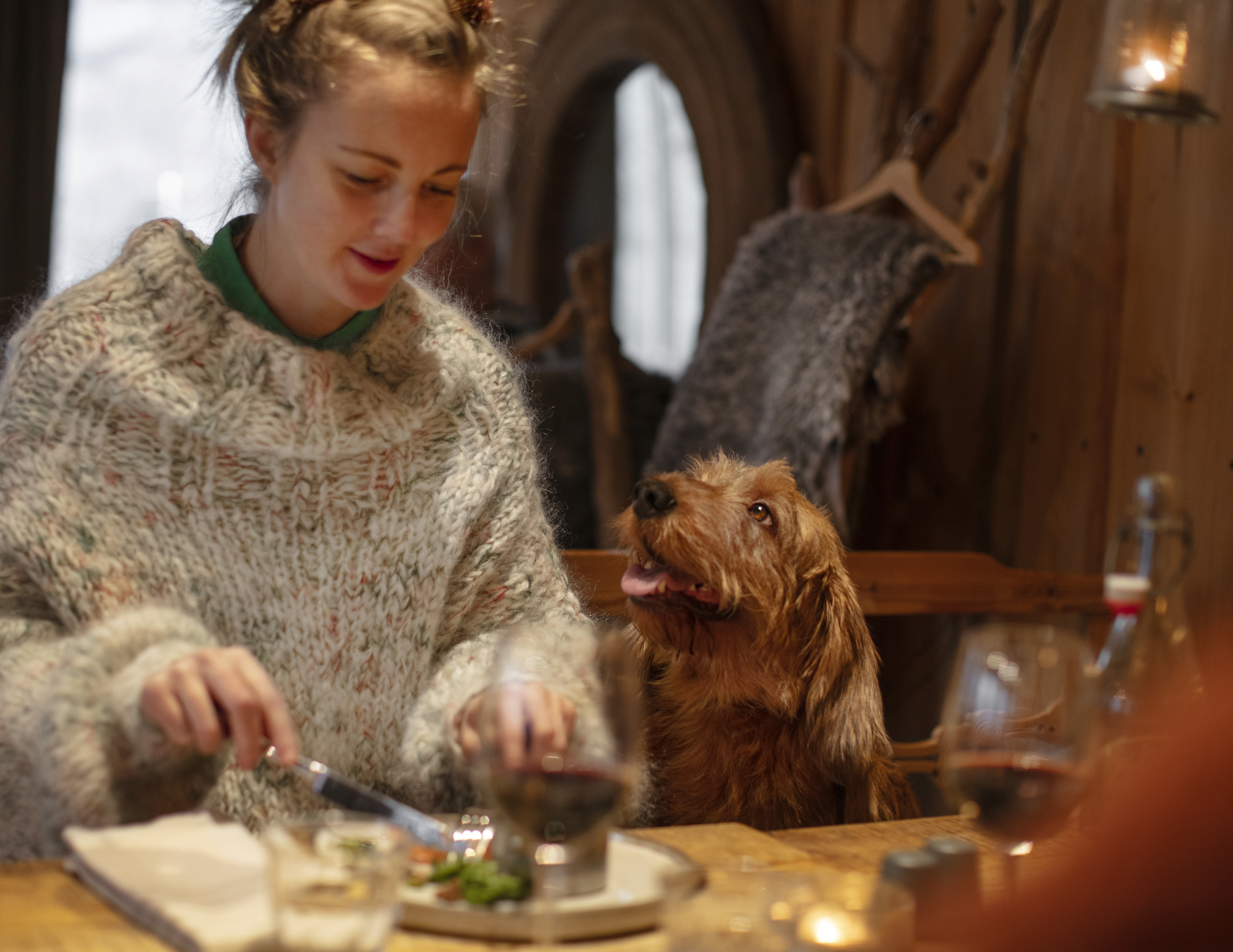 A dog joining its owner in a restaurant.