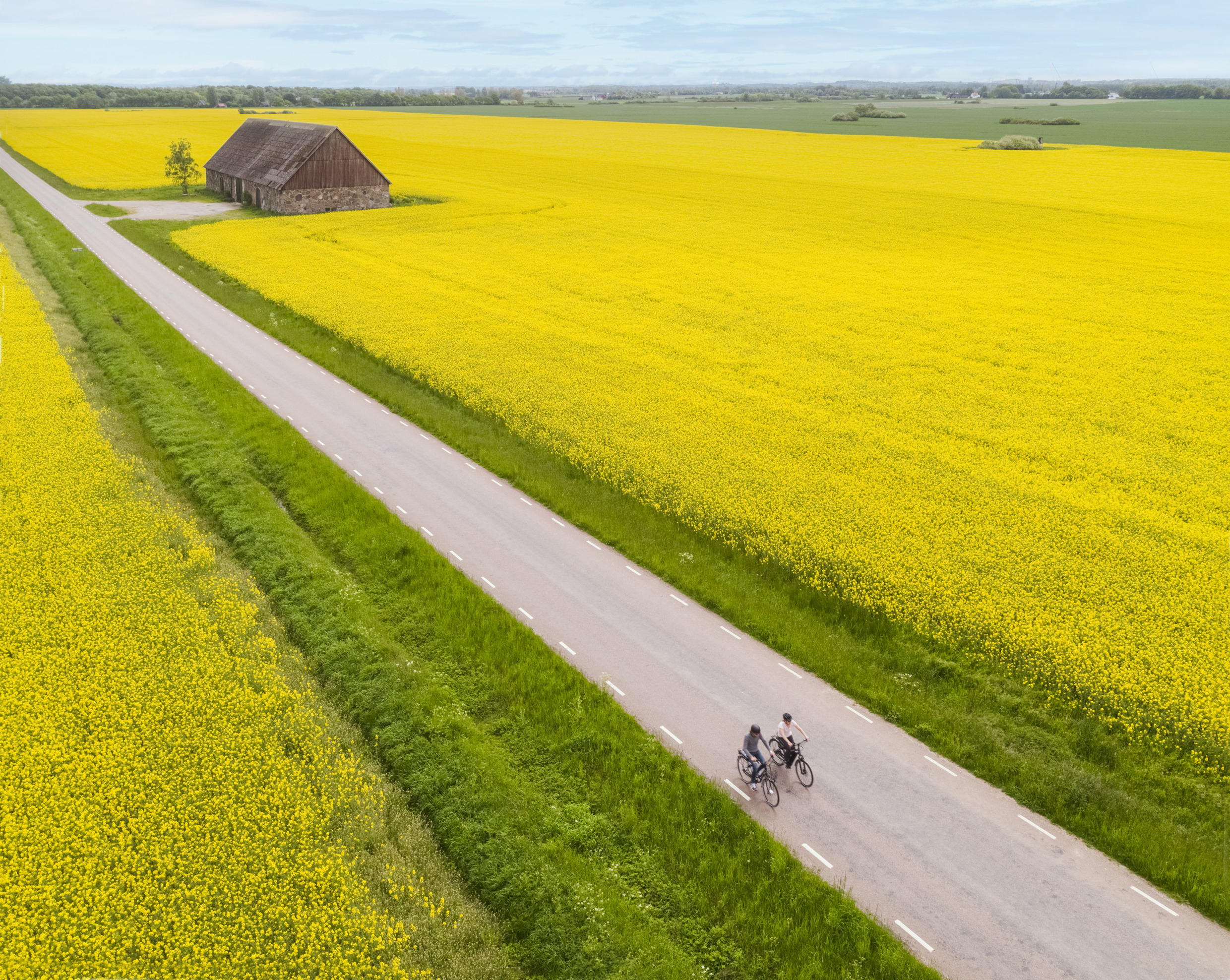 Luftaufnahme von Radfahrern, die eine Landstraße entlangfahren, umgeben von leuchtend gelben Rapsfeldern in der Nähe von Helsingborg.