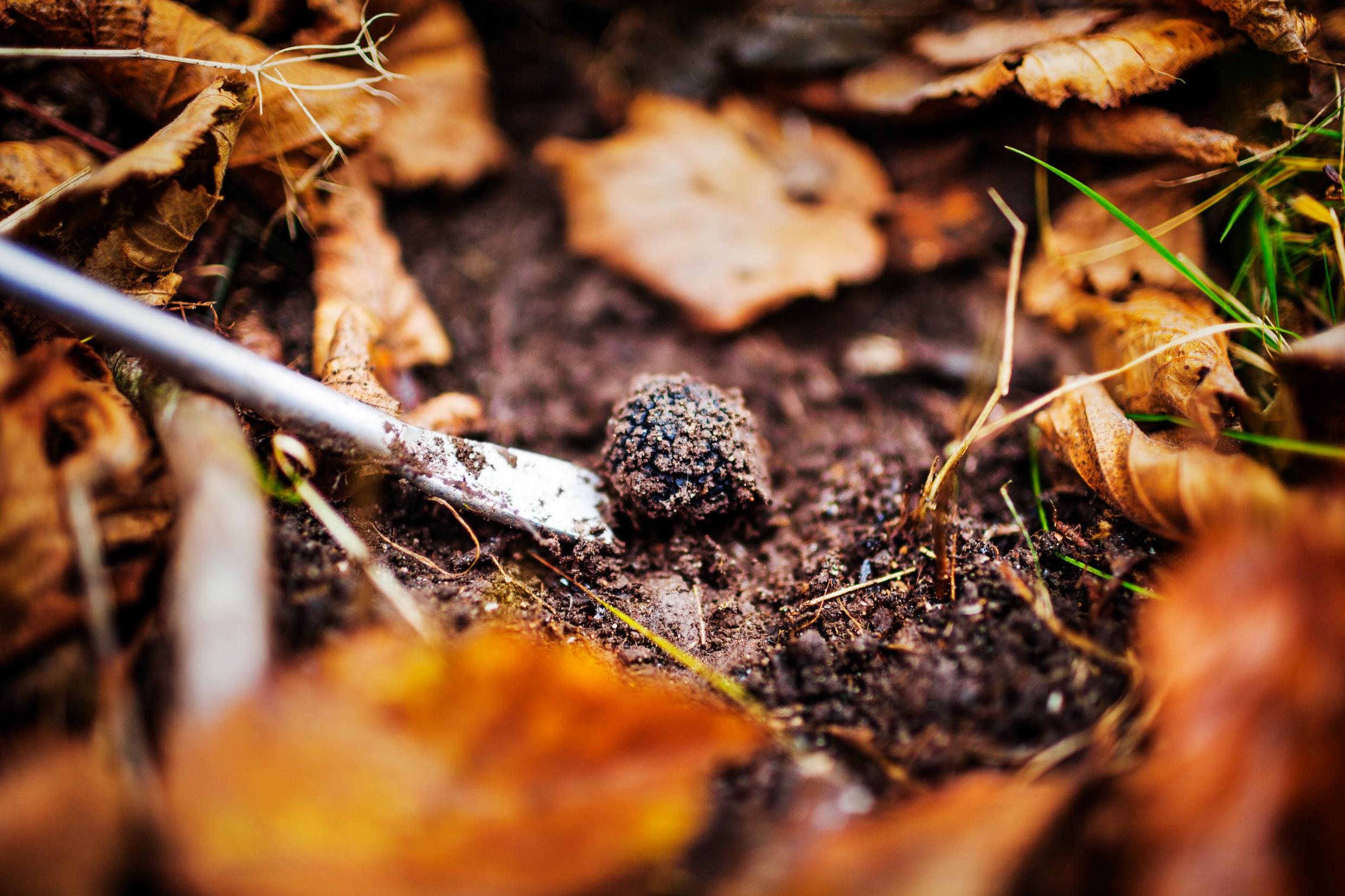Truffle hunt, Gotland