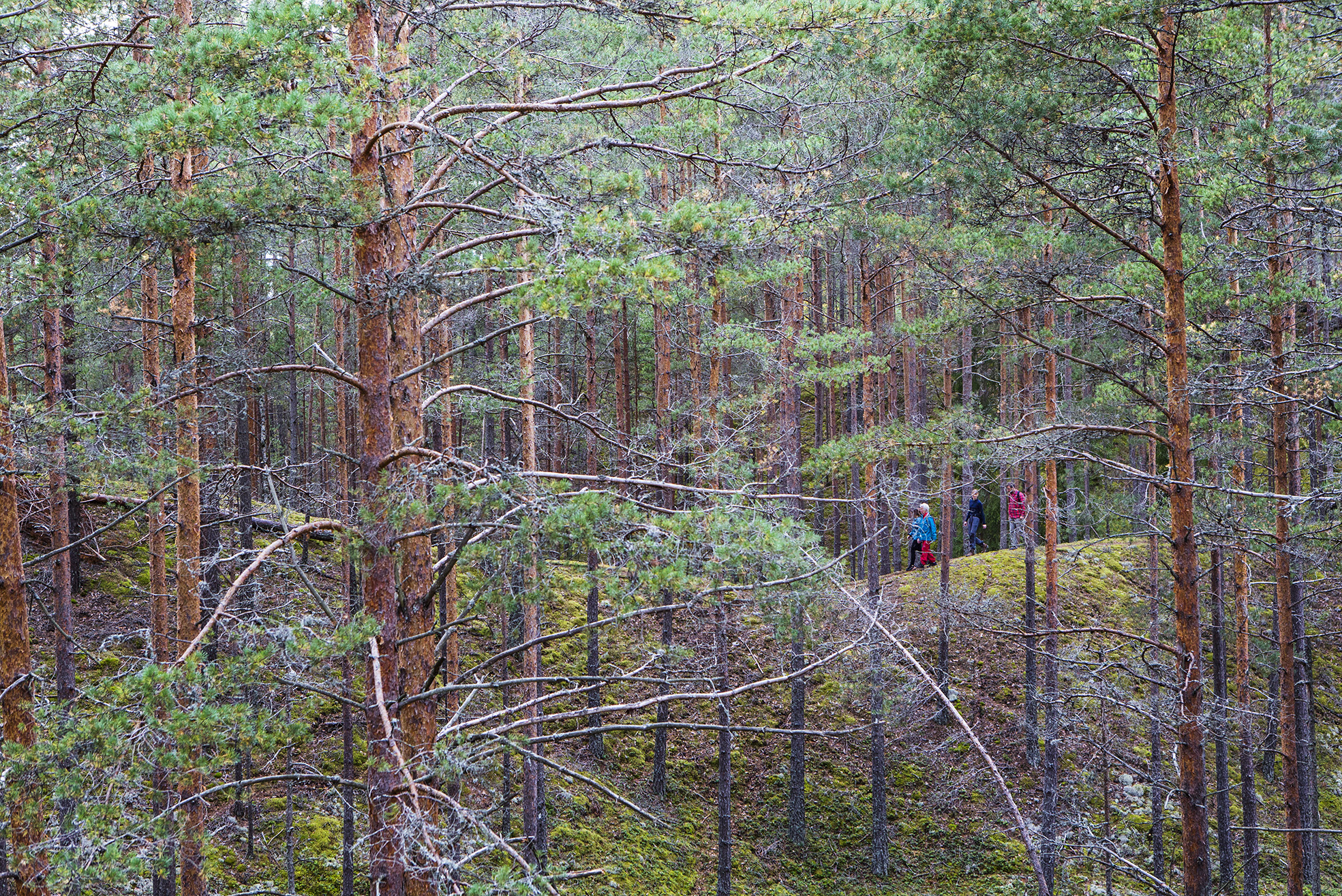 Hikers walking through a dense pine forest in Värmland, Sweden.
