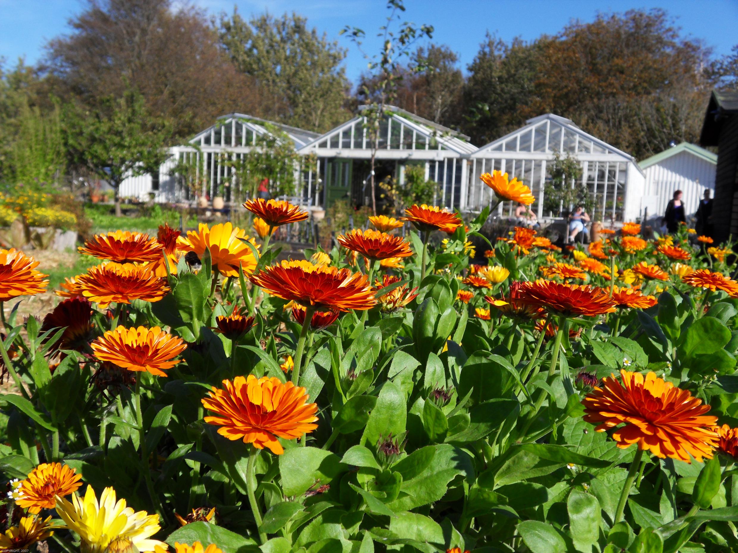 Colourful blooming flowers outside greenhouses at Kosters Trädgårdar.