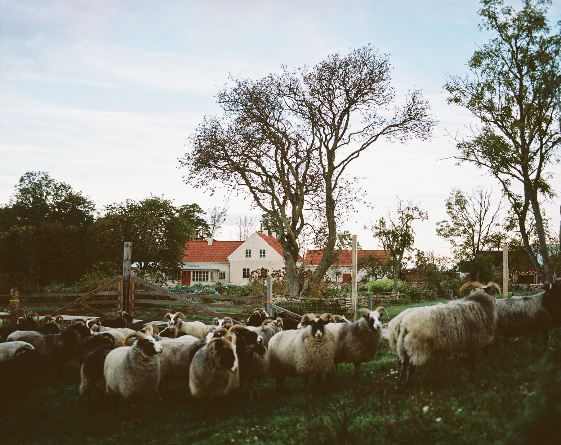 Sheep standing in a field in front of a farmhouse with red roofs, surrounded by trees and countryside.