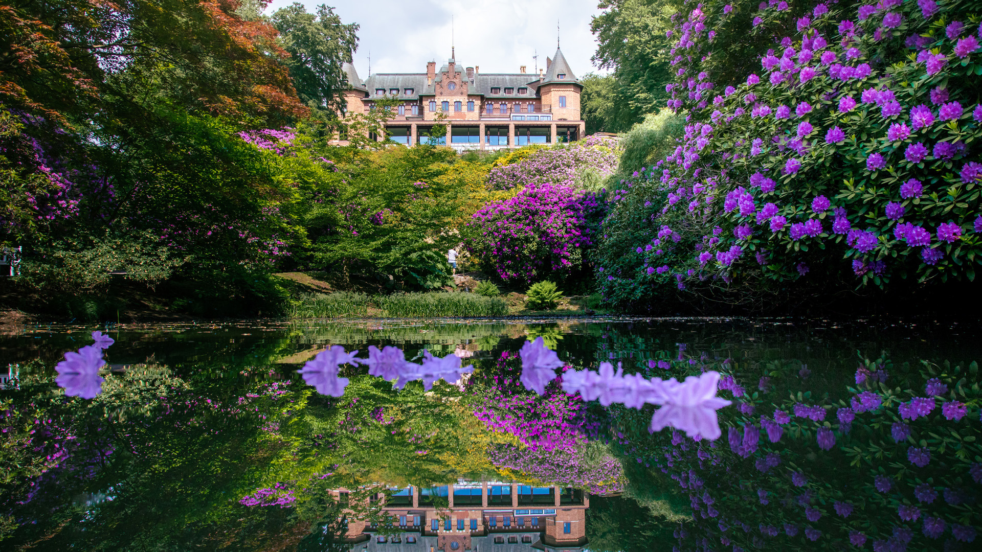 Blick auf das Schloss Sofiero in Helsingborg, umrahmt von leuchtend violetten Rhododendren in voller Blüte, die sich in einem stillen Teich spiegeln.