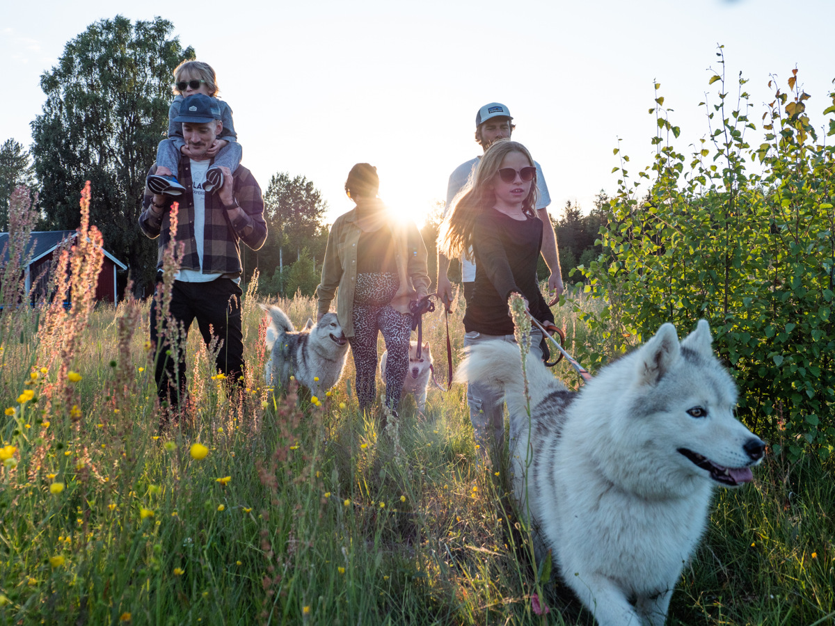 Een gezin wandelt in de zomer met husky’s door een grasrijk landschap in Noord-Zweden.