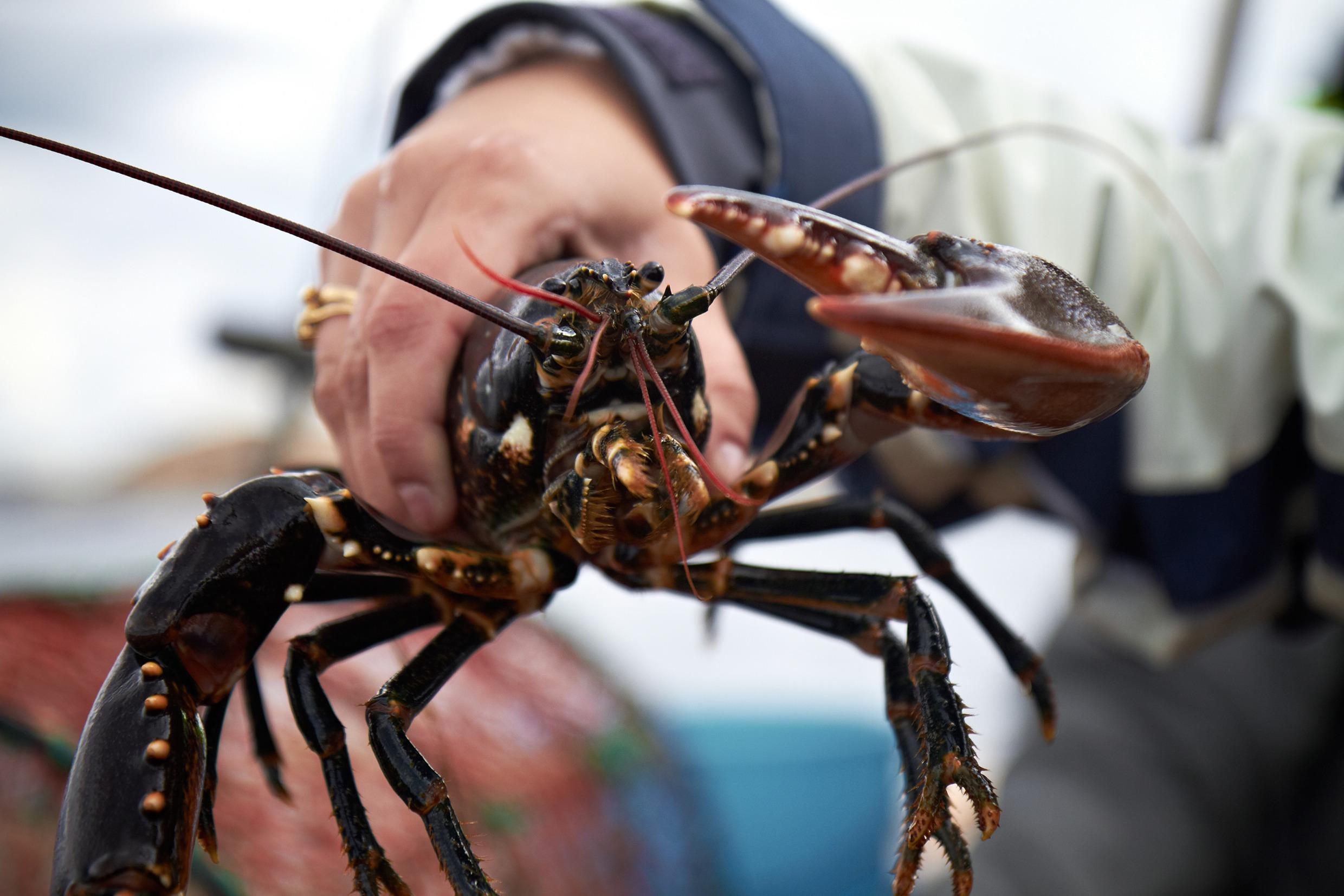 Safari de fruits de mer dans l'Ouest de la Suède