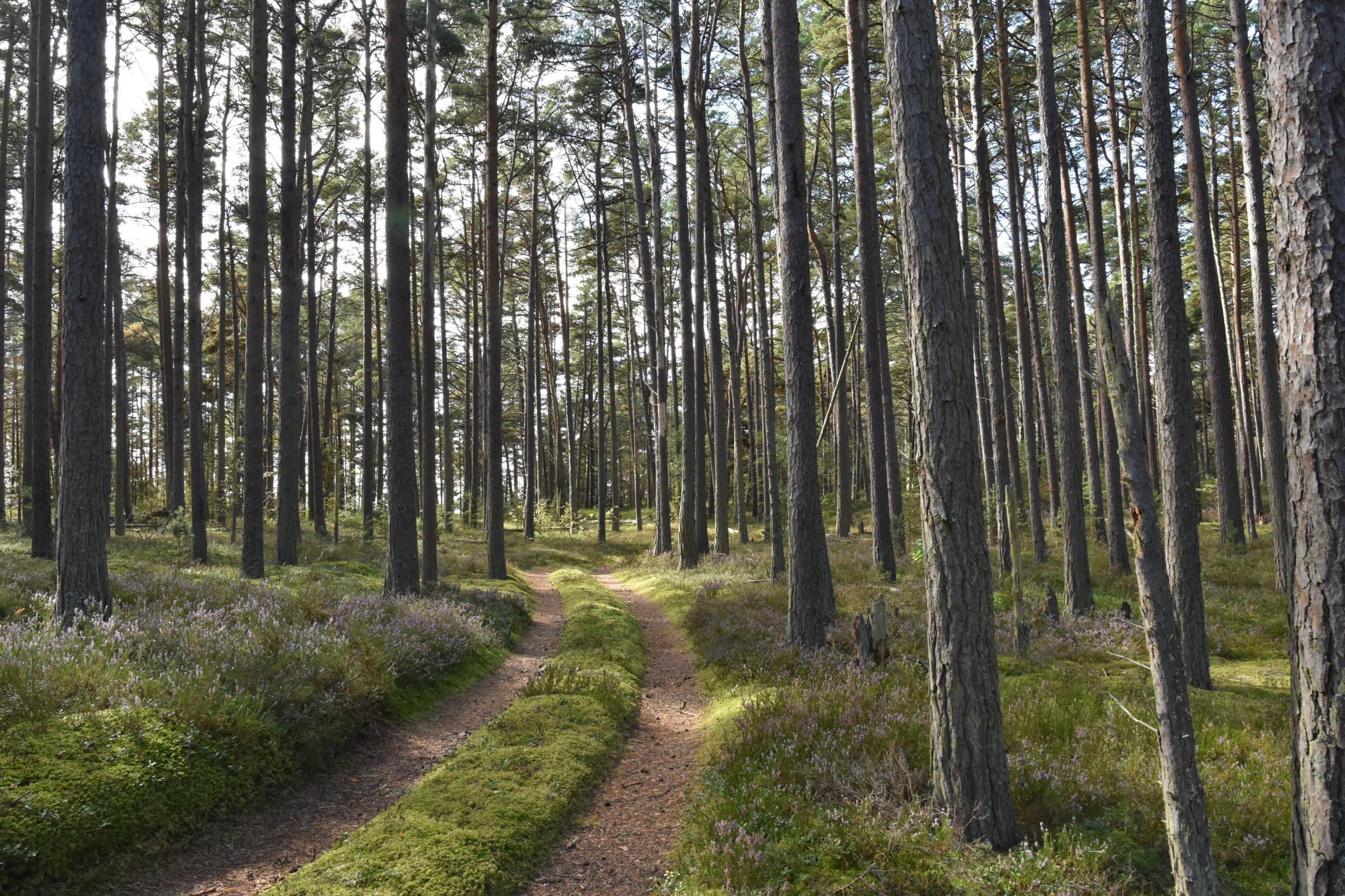 Kiefernwald im Nationalpark Gotska Sandön
