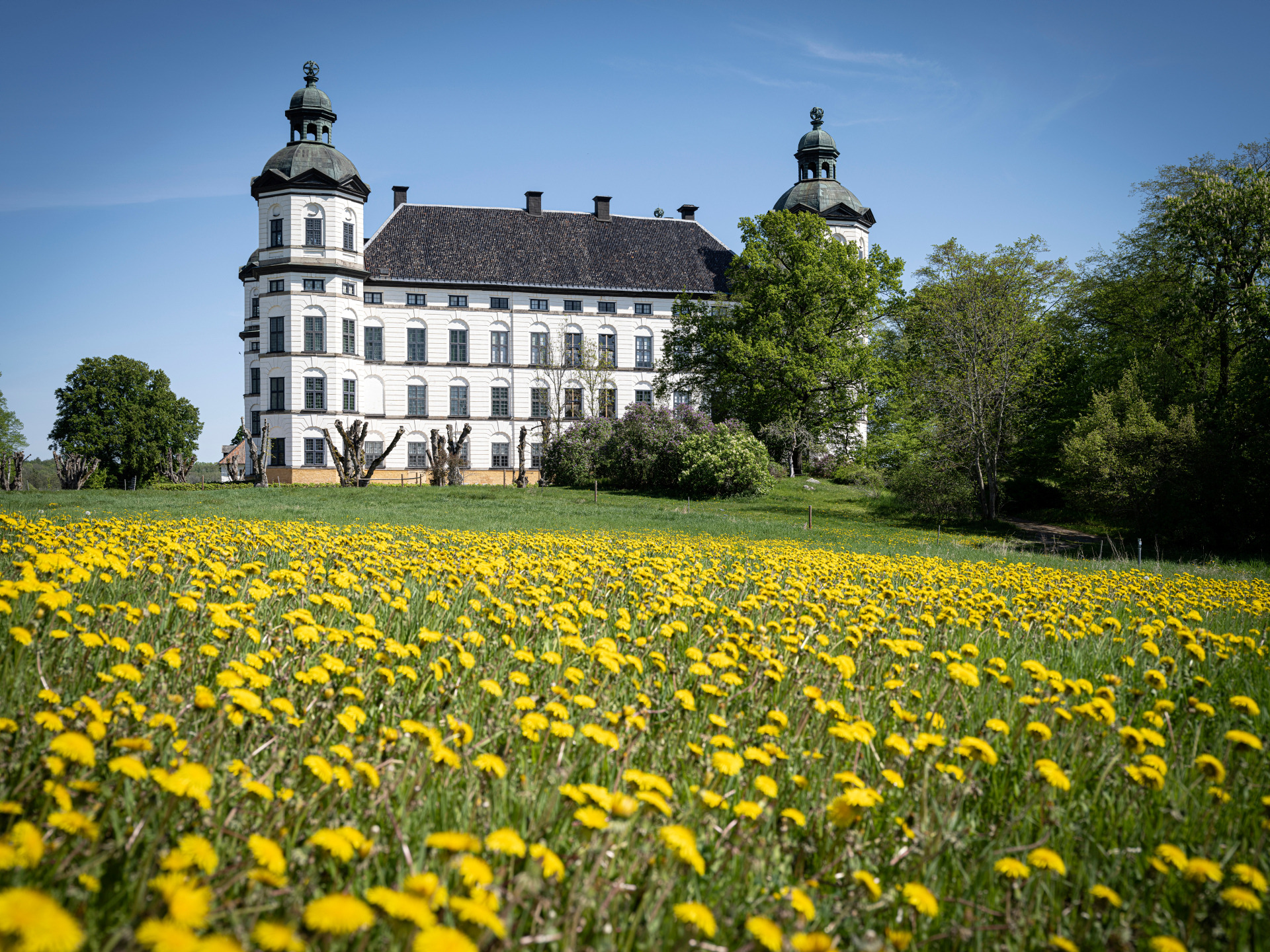 Skokloster kasteel in de lente, met gele paardenbloemen op de voorgrond en het witte barokke kasteel omringd door bomen onder een helderblauwe lucht.