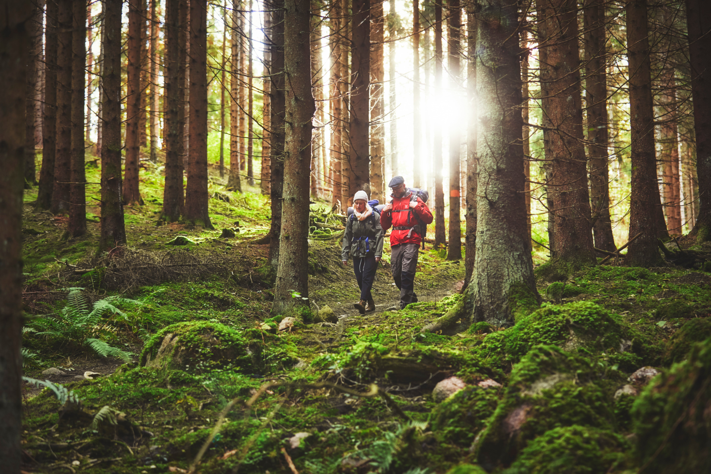A man and woman with backpacks hiking trough a forest in Sweden, with sun seeping through the trees.