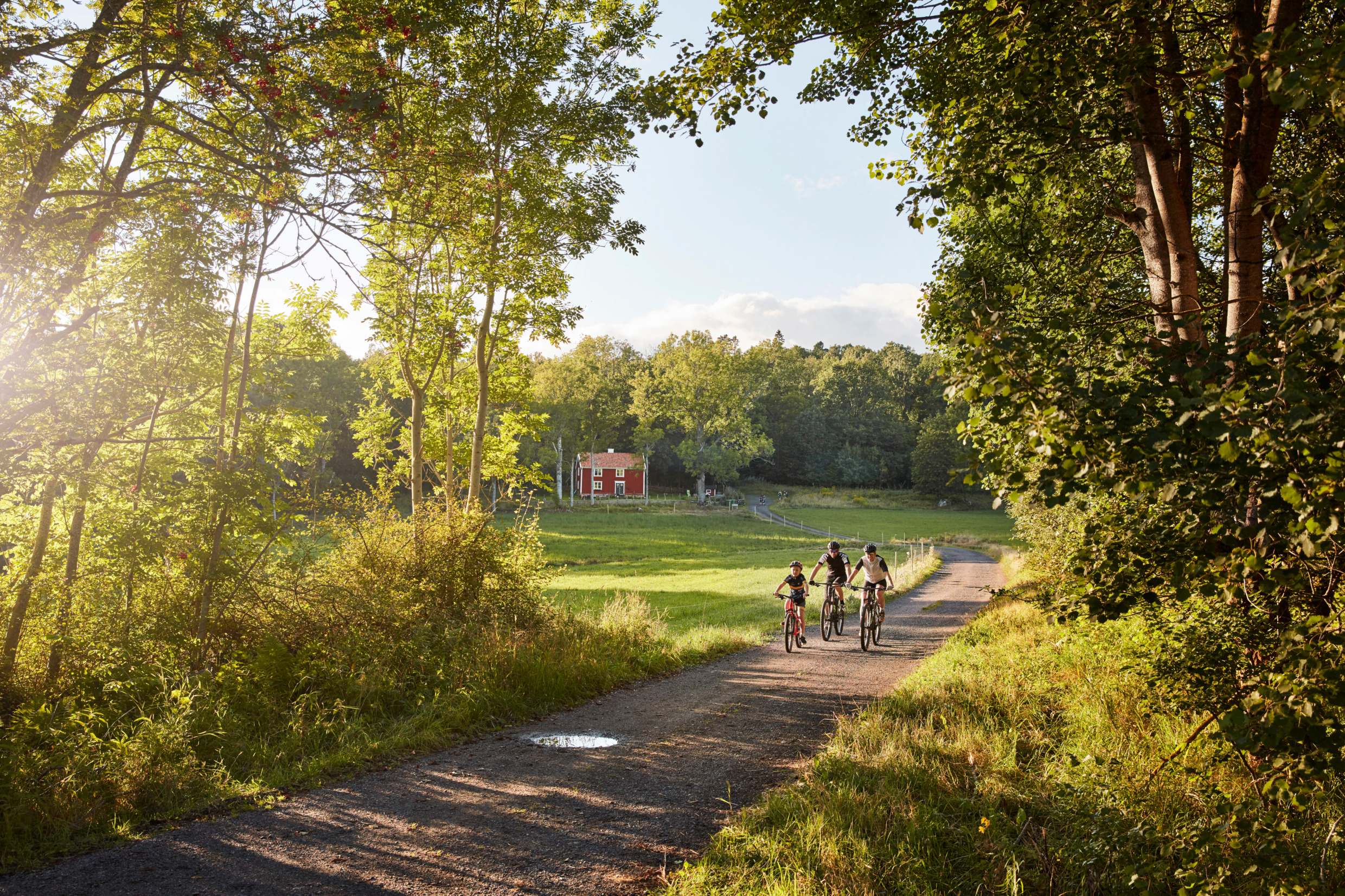 People biking in the Swedish countryside, passing a red cabin and greenery.