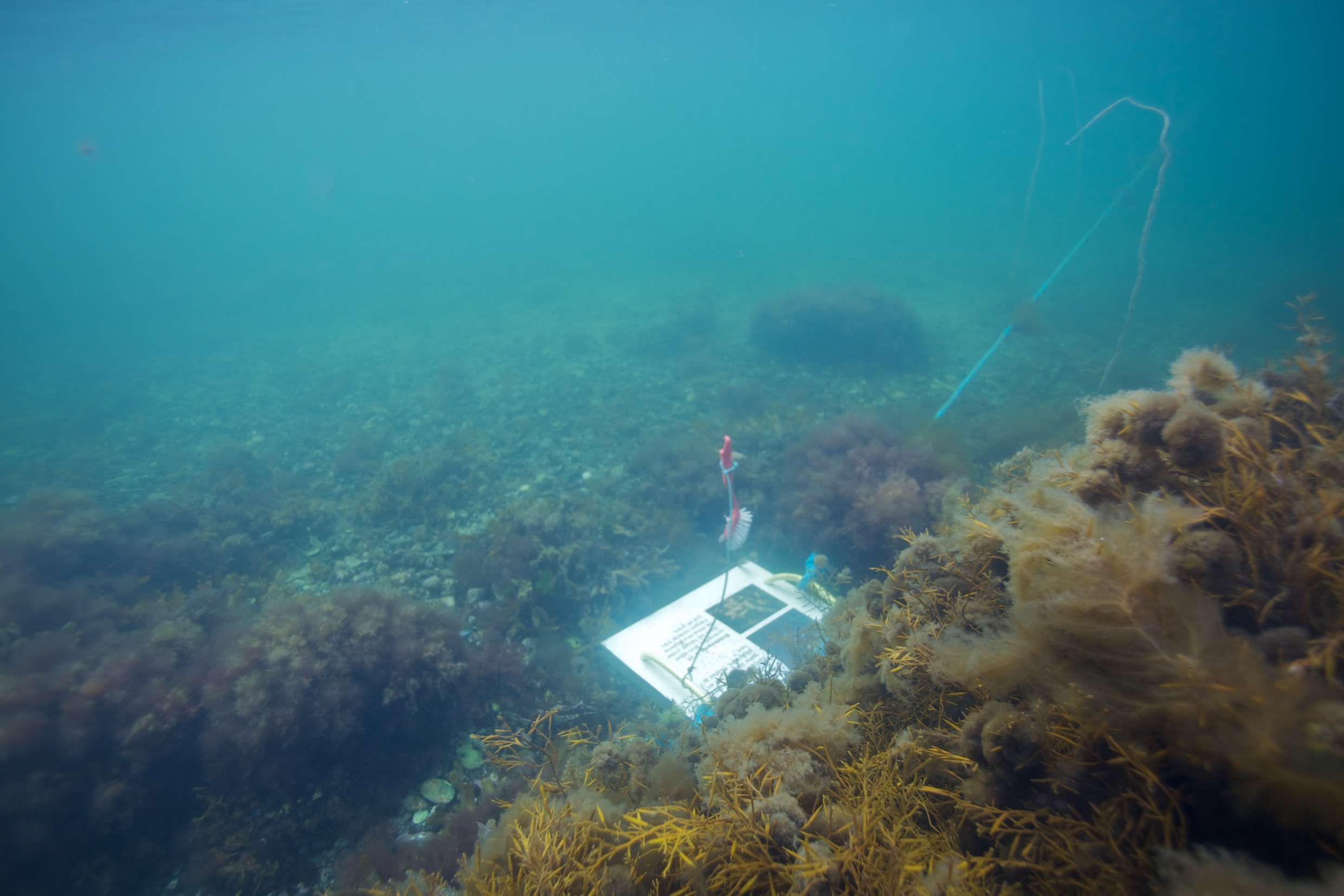 Onderwaterinfobord op het snorkelpad in Kosterhavet, omringd door zeewier en onderwaterleven.