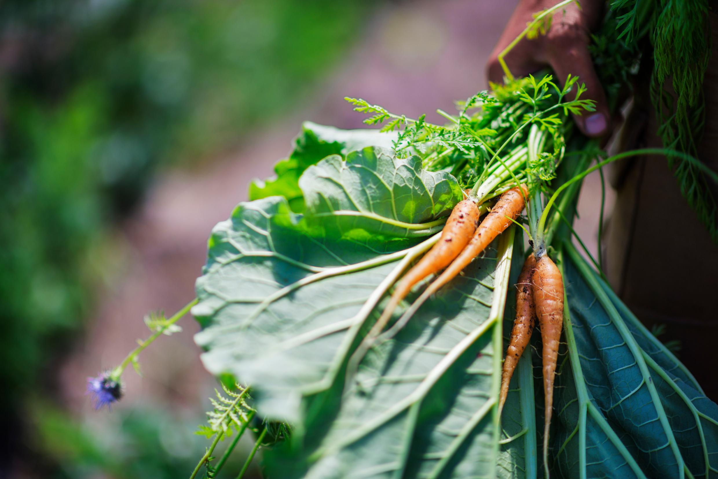 Eine Hand, die ein Bund Wurzeln und Salatblätter hält.