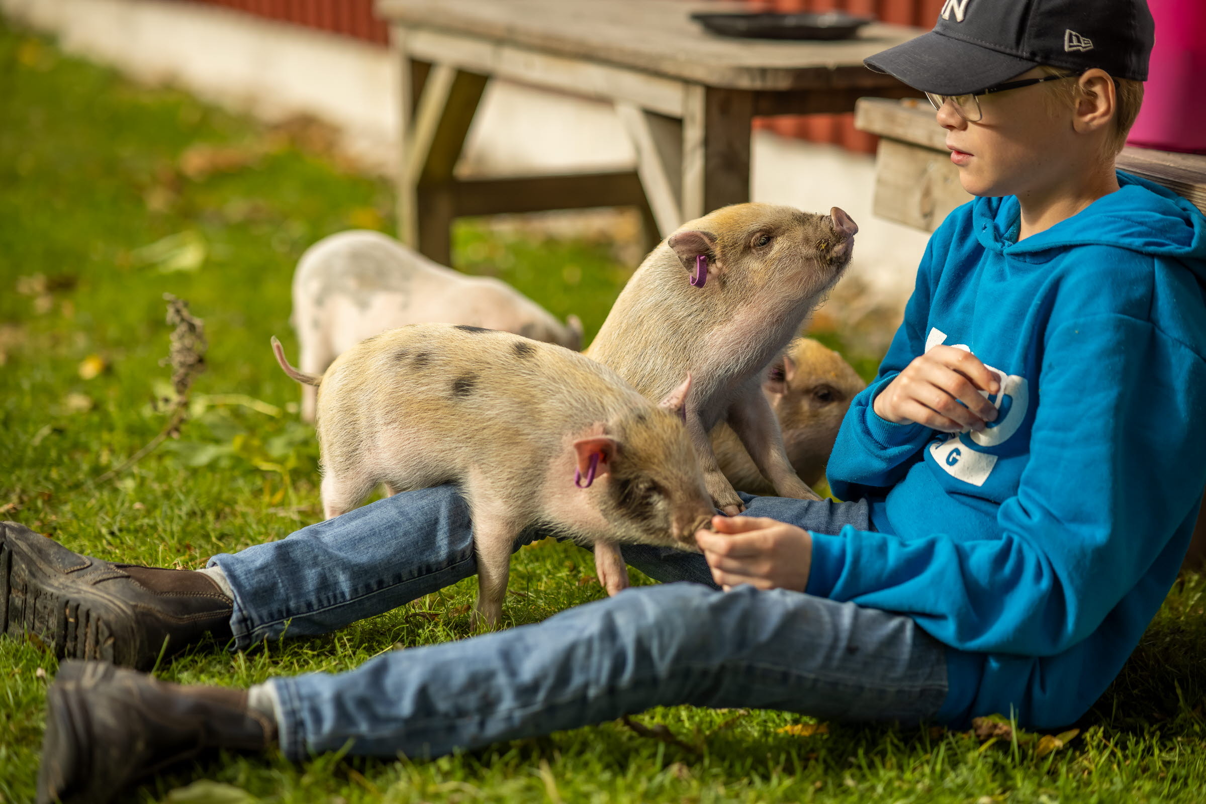 Een kind zit op het gras bij Farmlodge, omringd door kleine biggetjes, en voert een van hen terwijl anderen in de buurt snuffelen.