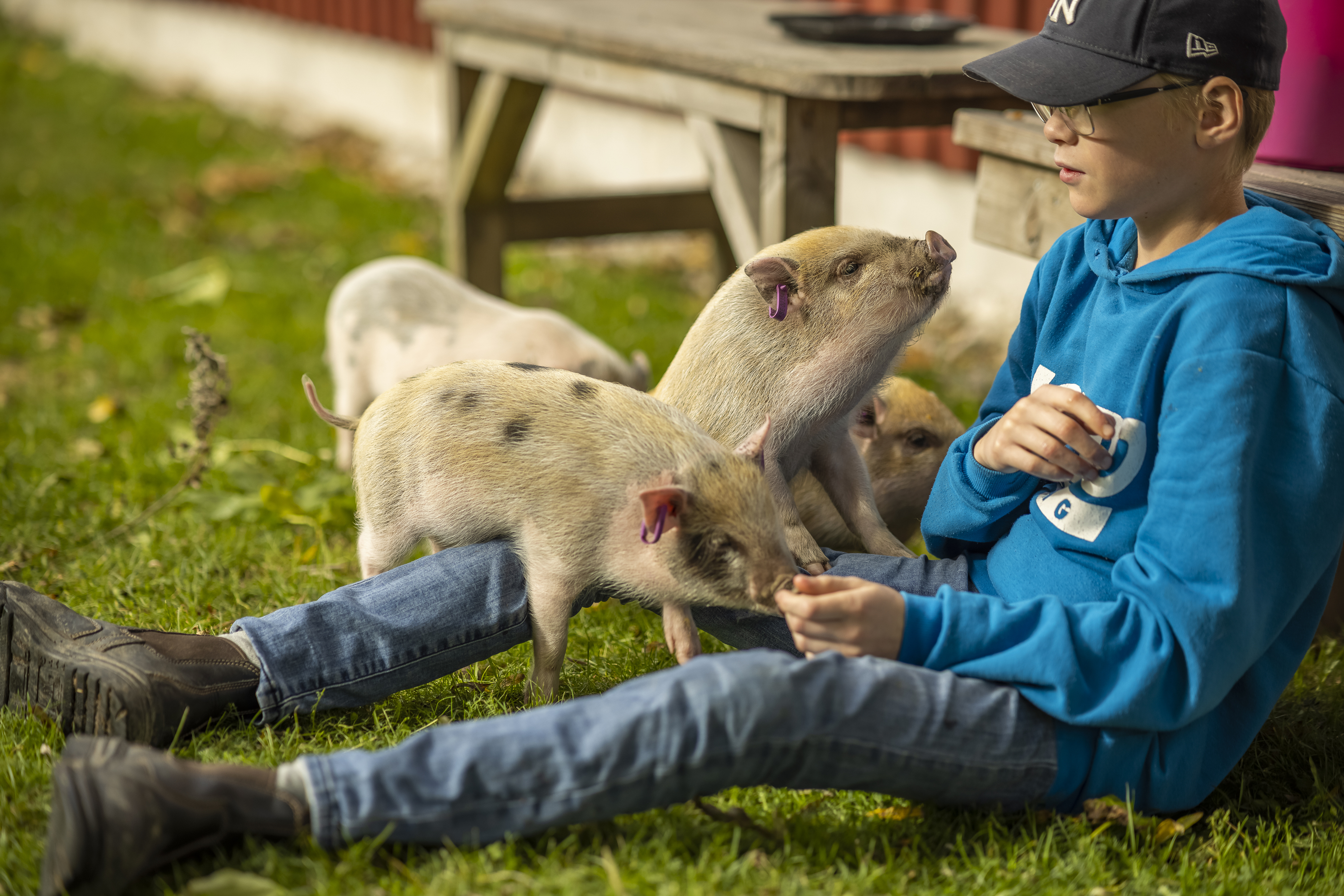 A child sitting on the grass at Farmlodge, surrounded by small piglets, feeding one of them while others nuzzle nearby.