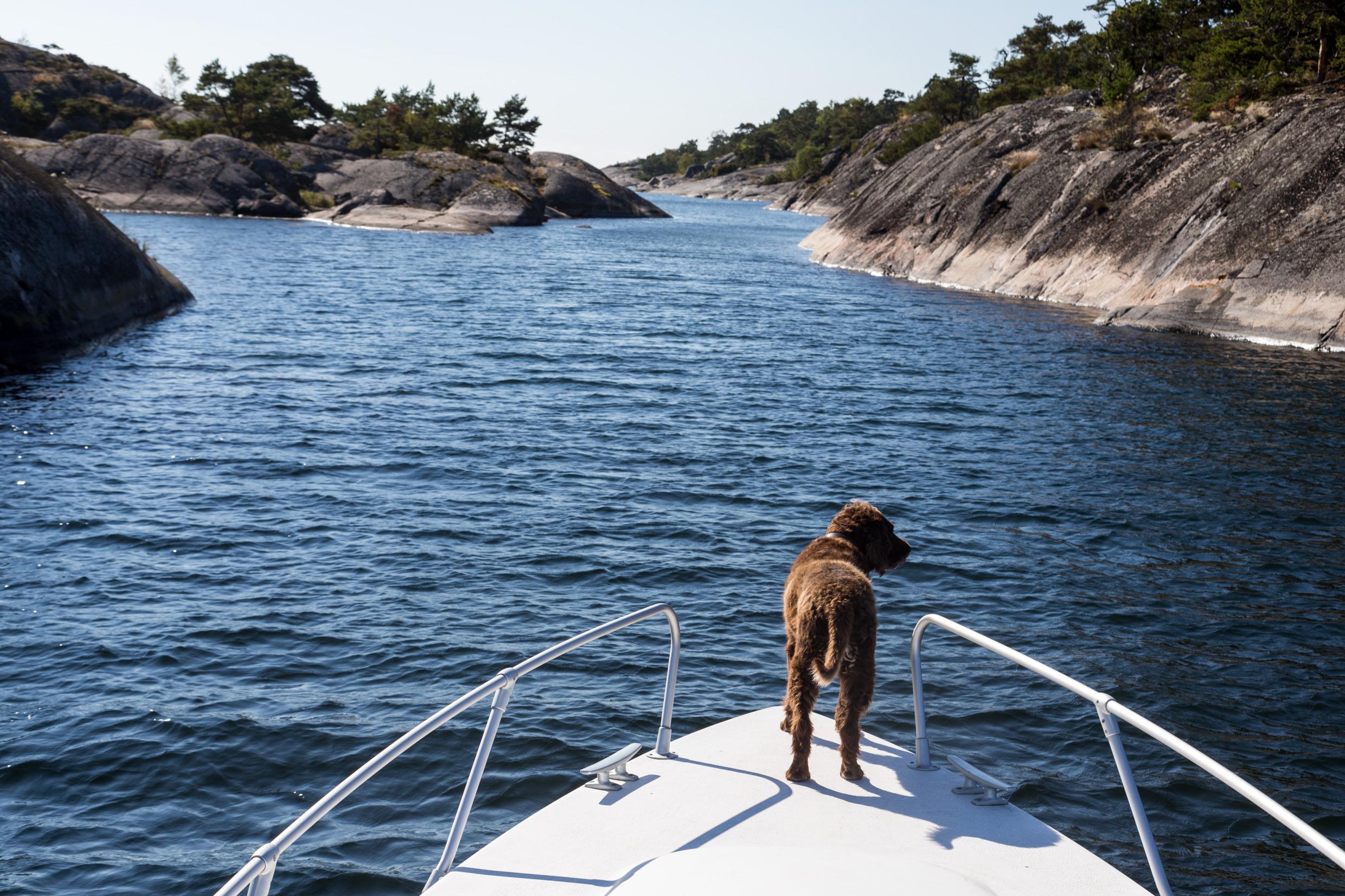Een hond staat op de boeg van een plezierjacht in de archipel.