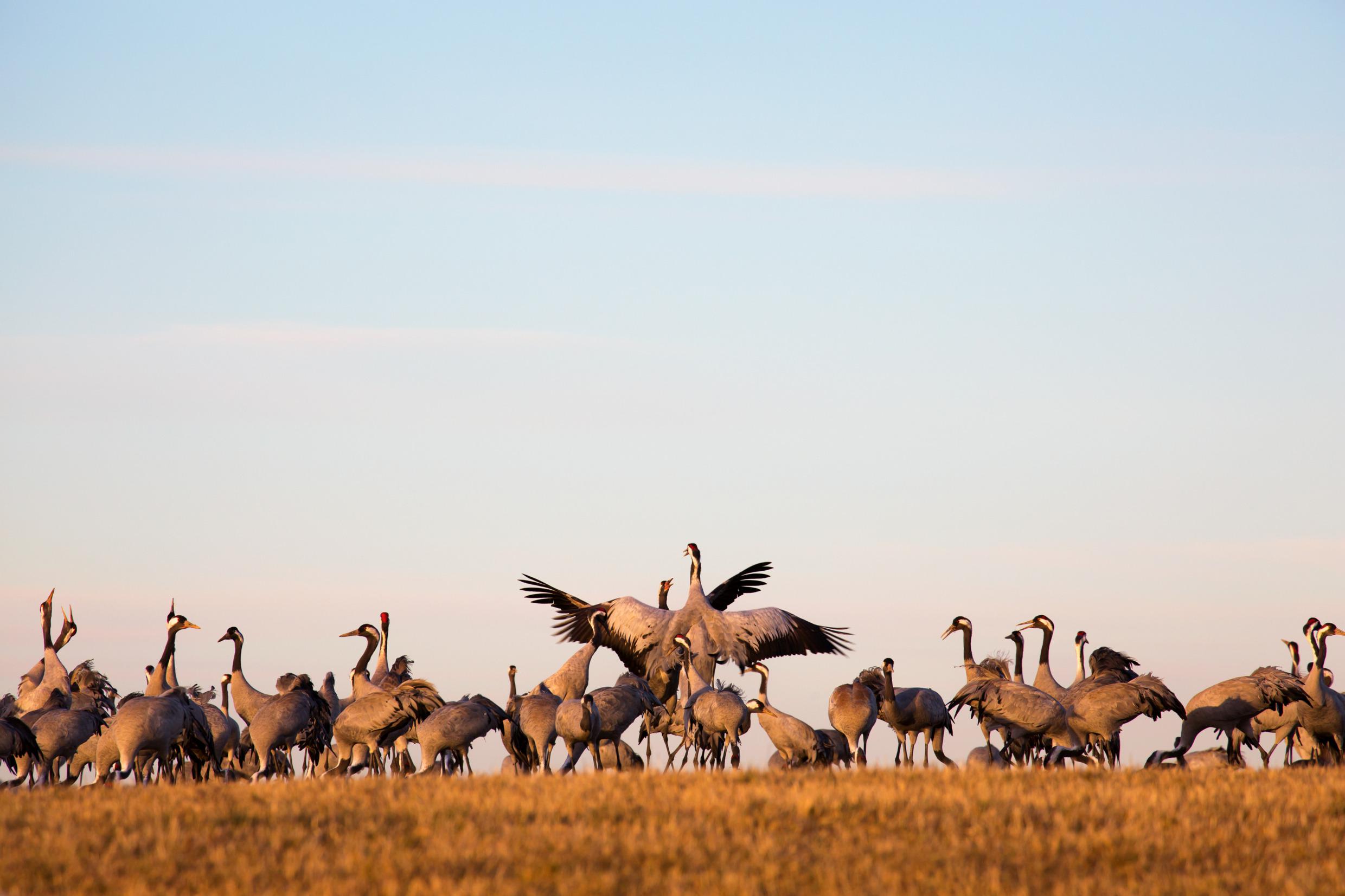 Two dancing cranes among other cranes at Hornborgarsjön