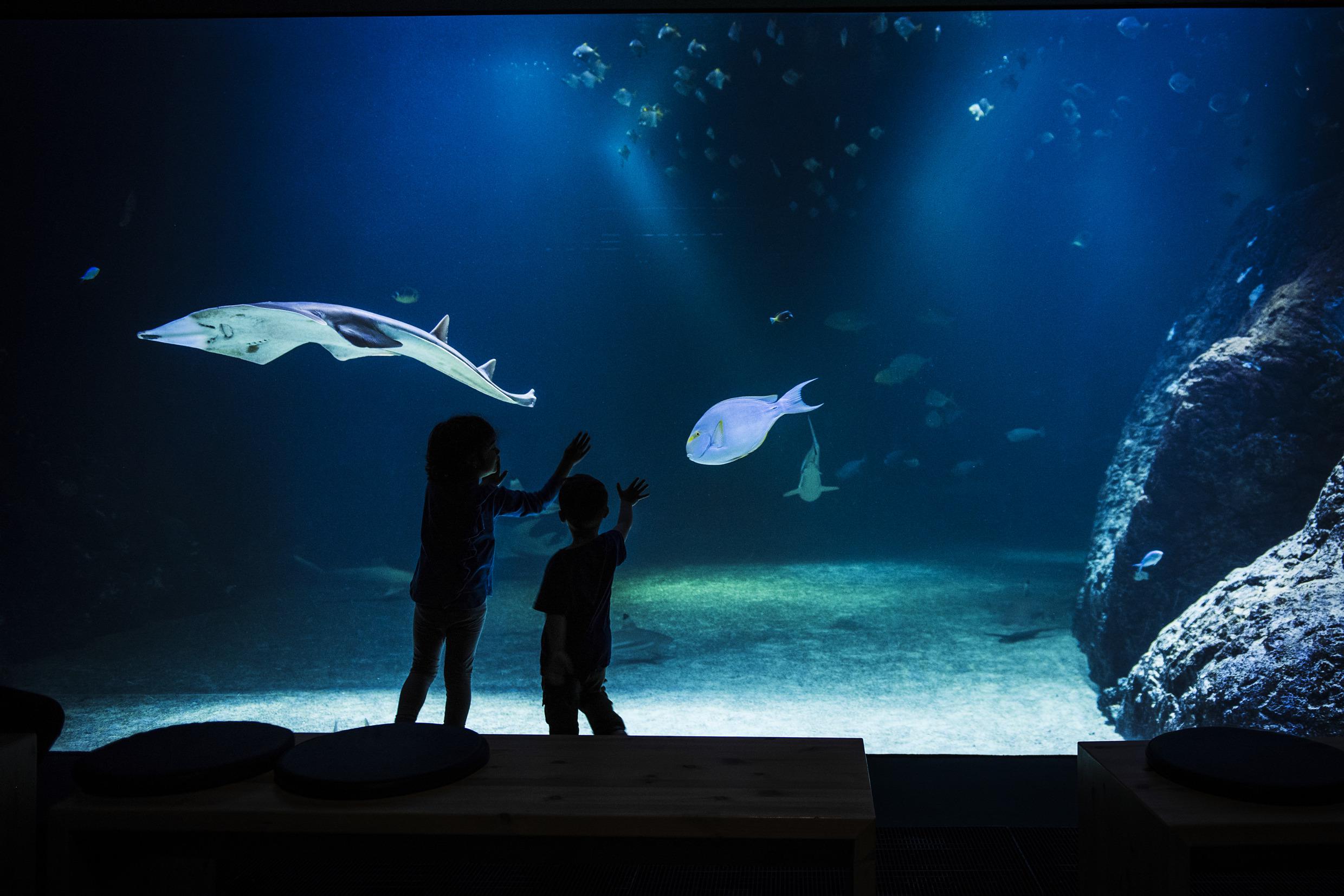 Deux enfants devant un immense aquarium.