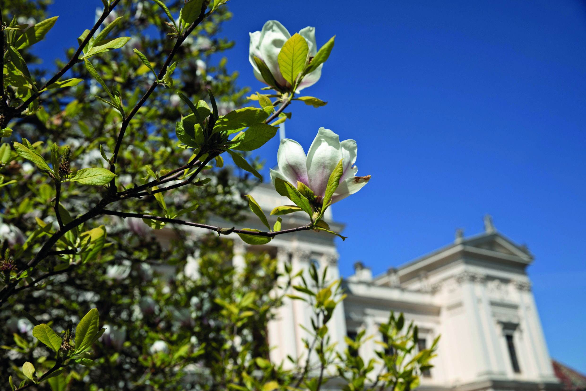 Blühende Blumen an einem Busch vor der Universität in Lund.