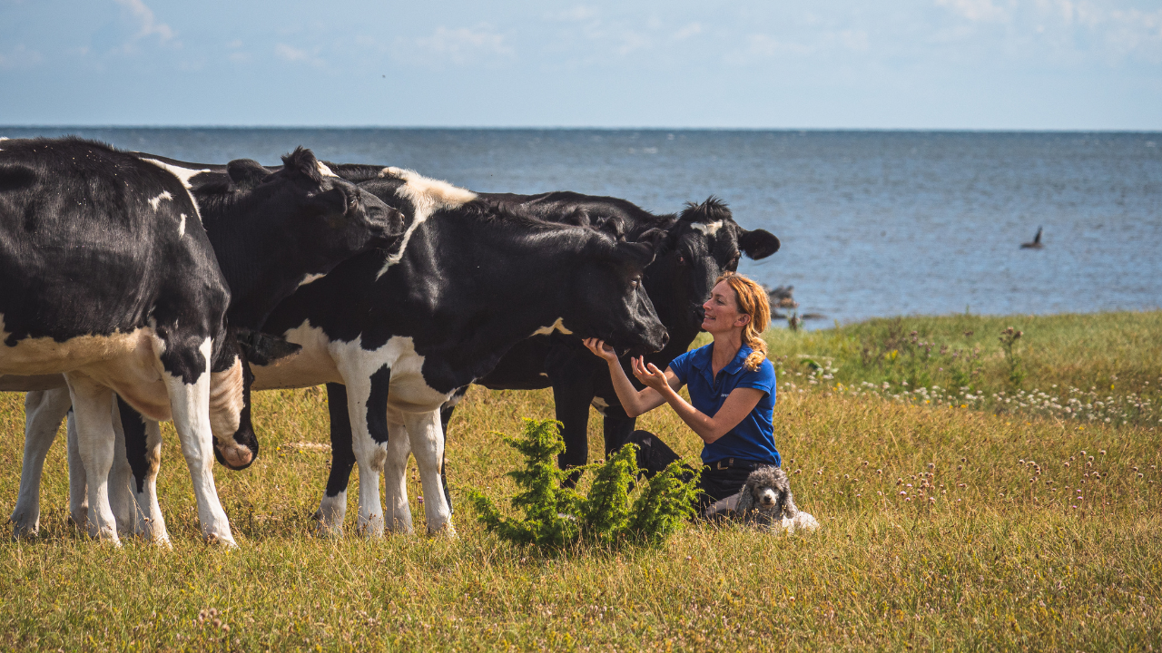 Eine Frau kniet neben grasenden Kühen auf einer Küstenwiese im Süden von Öland, im Hintergrund die Ostsee.