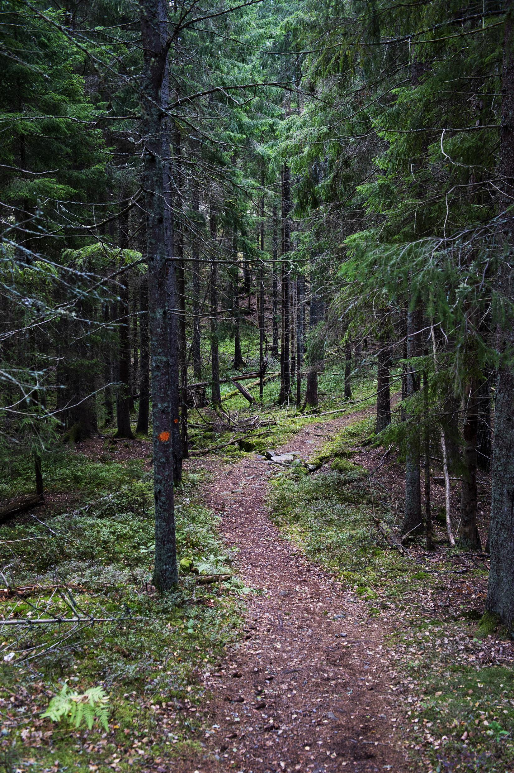 Forest in West Sweden