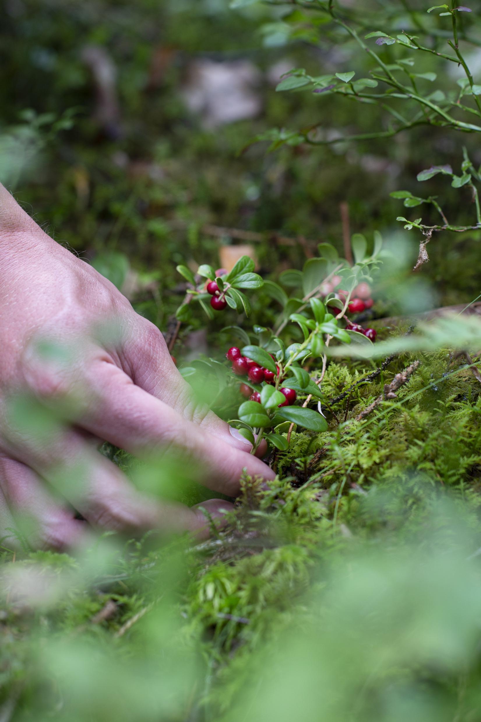 Foraging in West Sweden