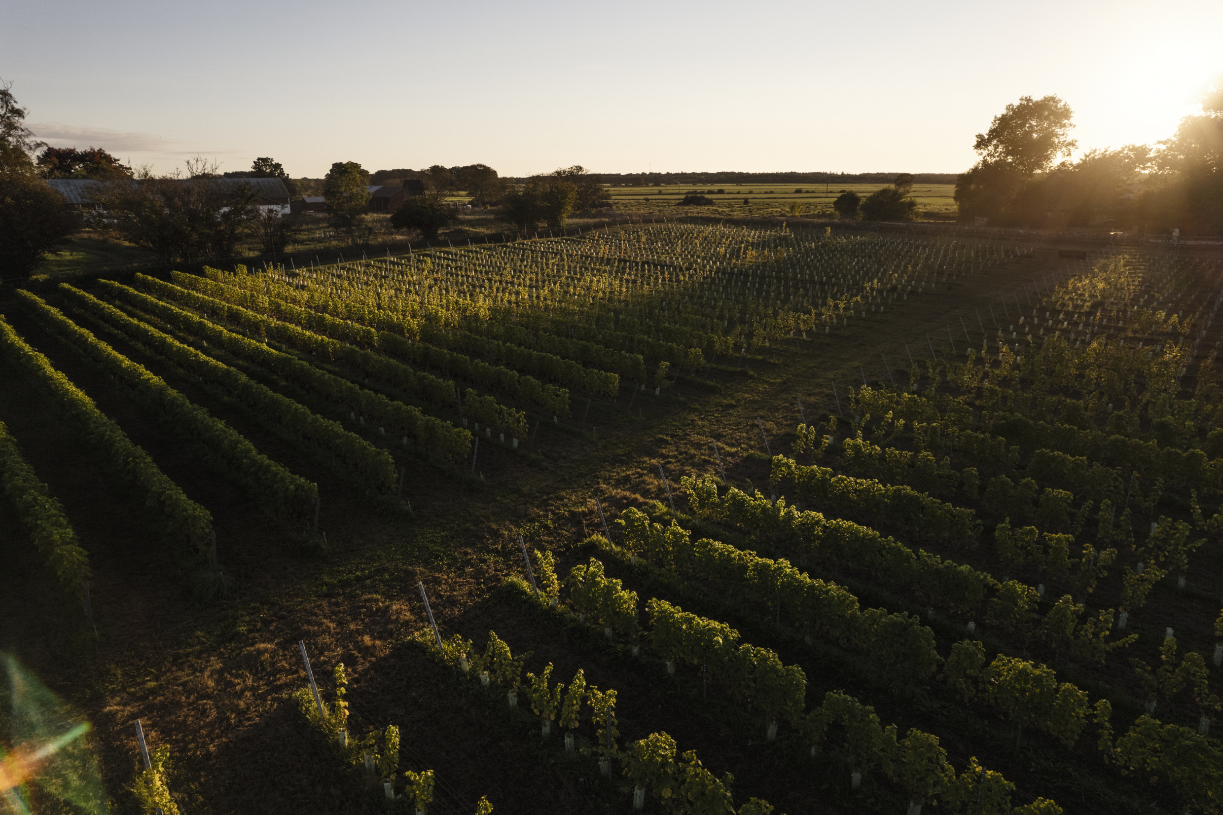 Grapevines at Långmyre Winery at sunset.