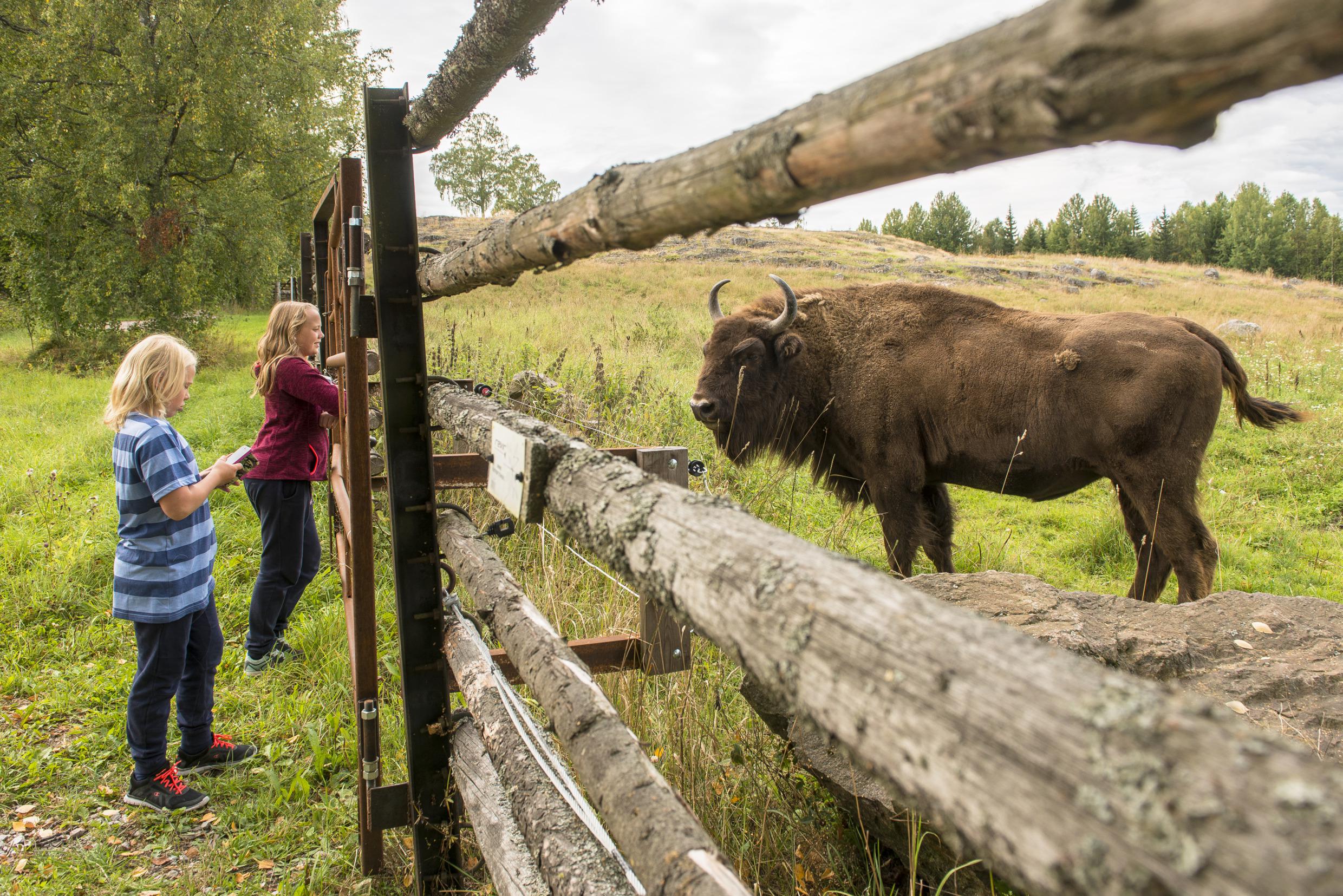 Het bizonpark Avesta Visentpark, Dalarna