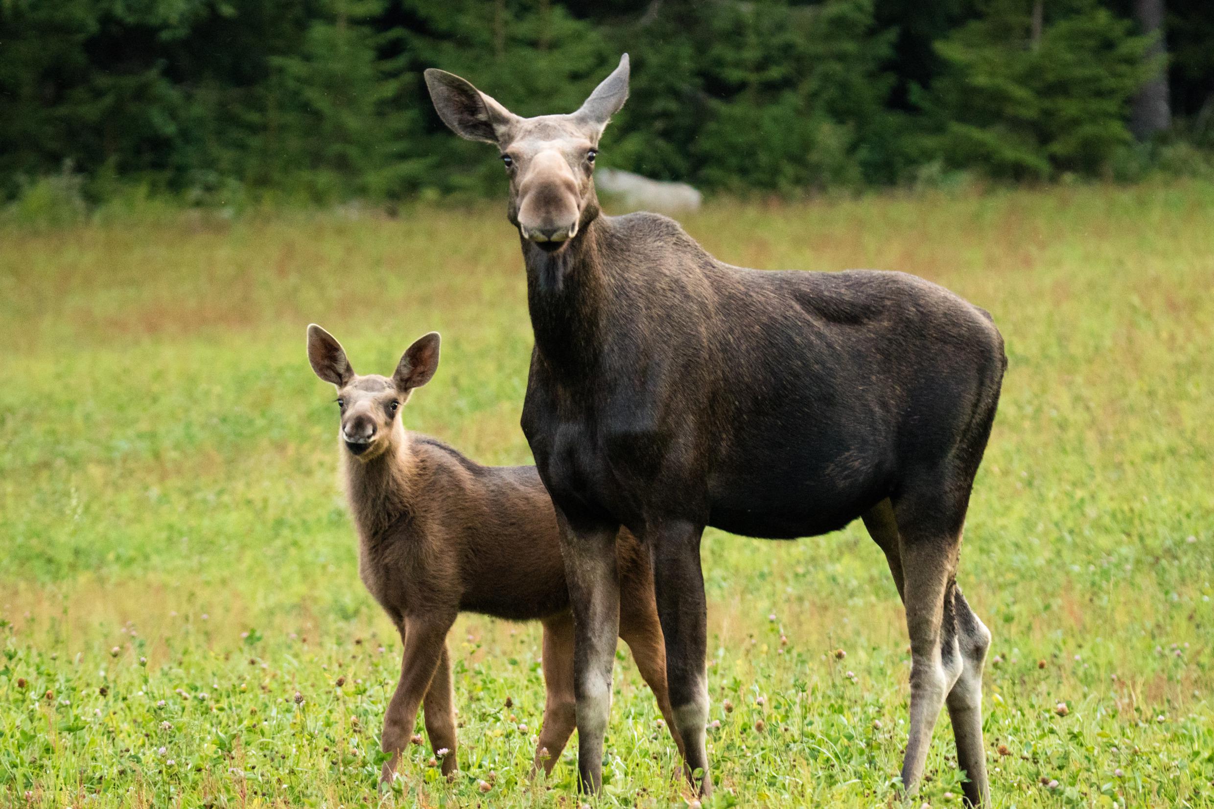 Un élan et son petit marchent dans un pré.