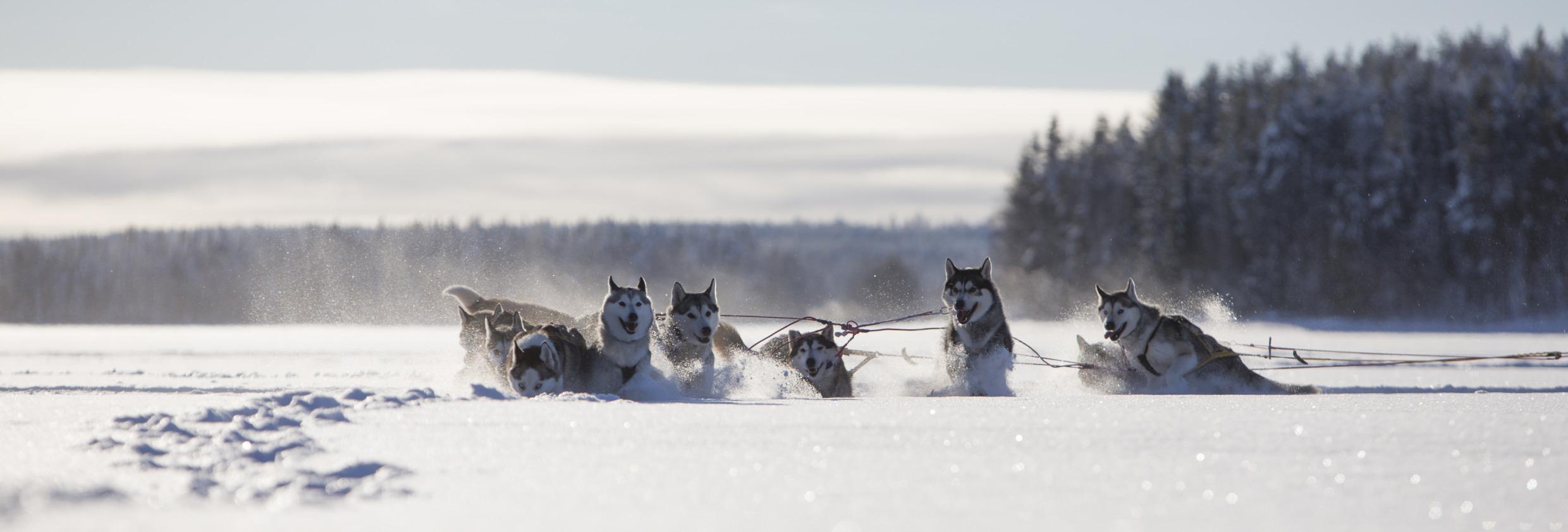 Chiens de traîneaux